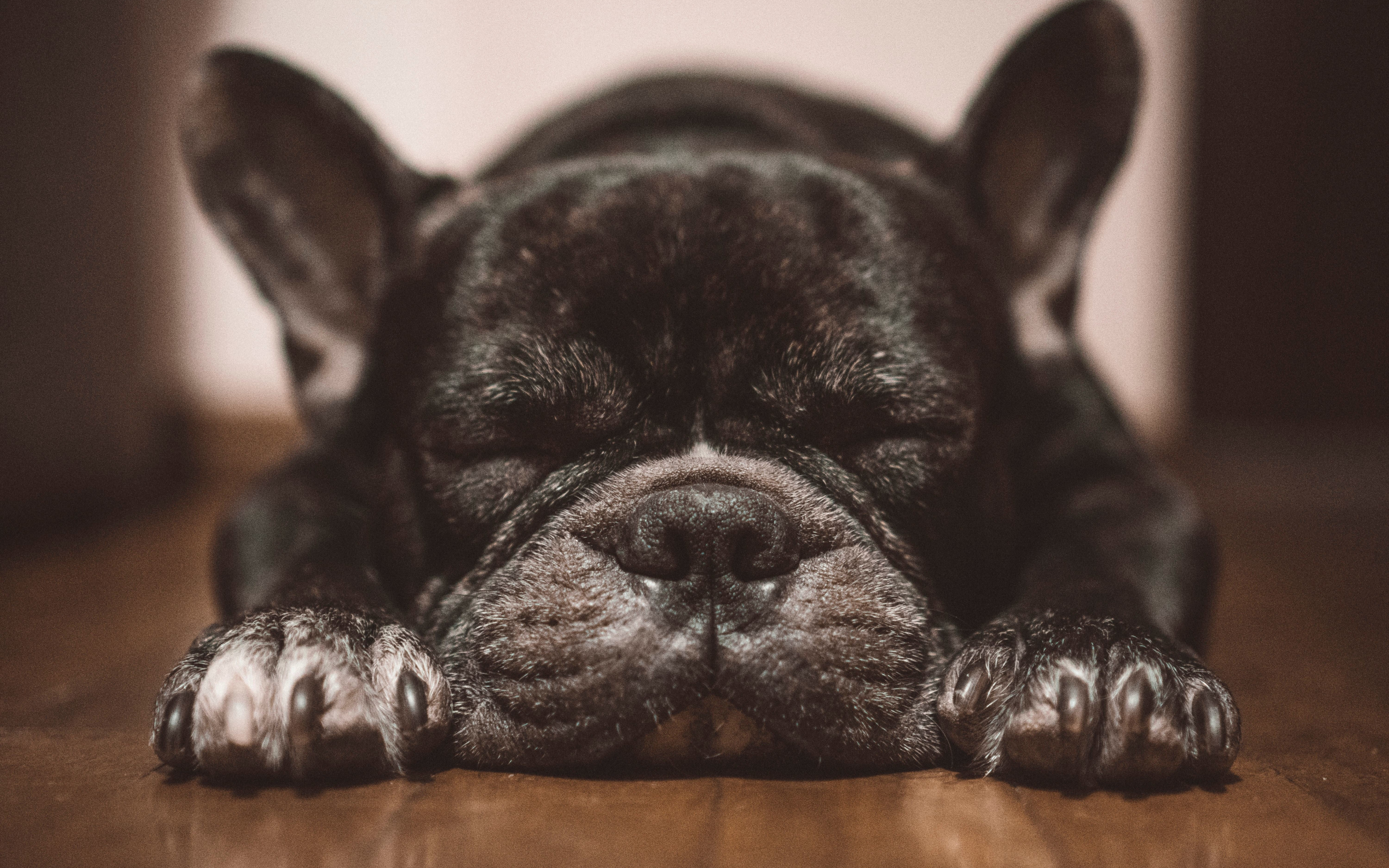 Sleep, Bulldog, close up, 2880x1800 wallpaper