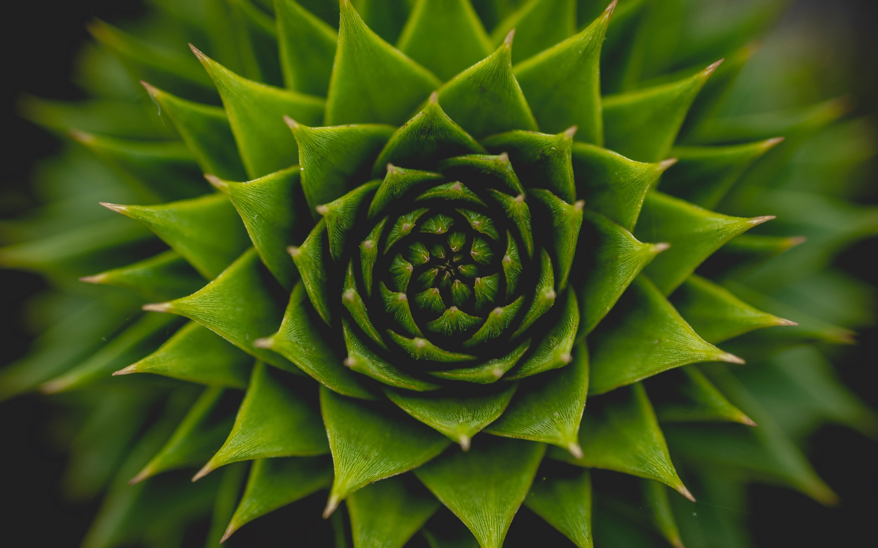 Plant, succulent, green, close up, 2880x1800 wallpaper
