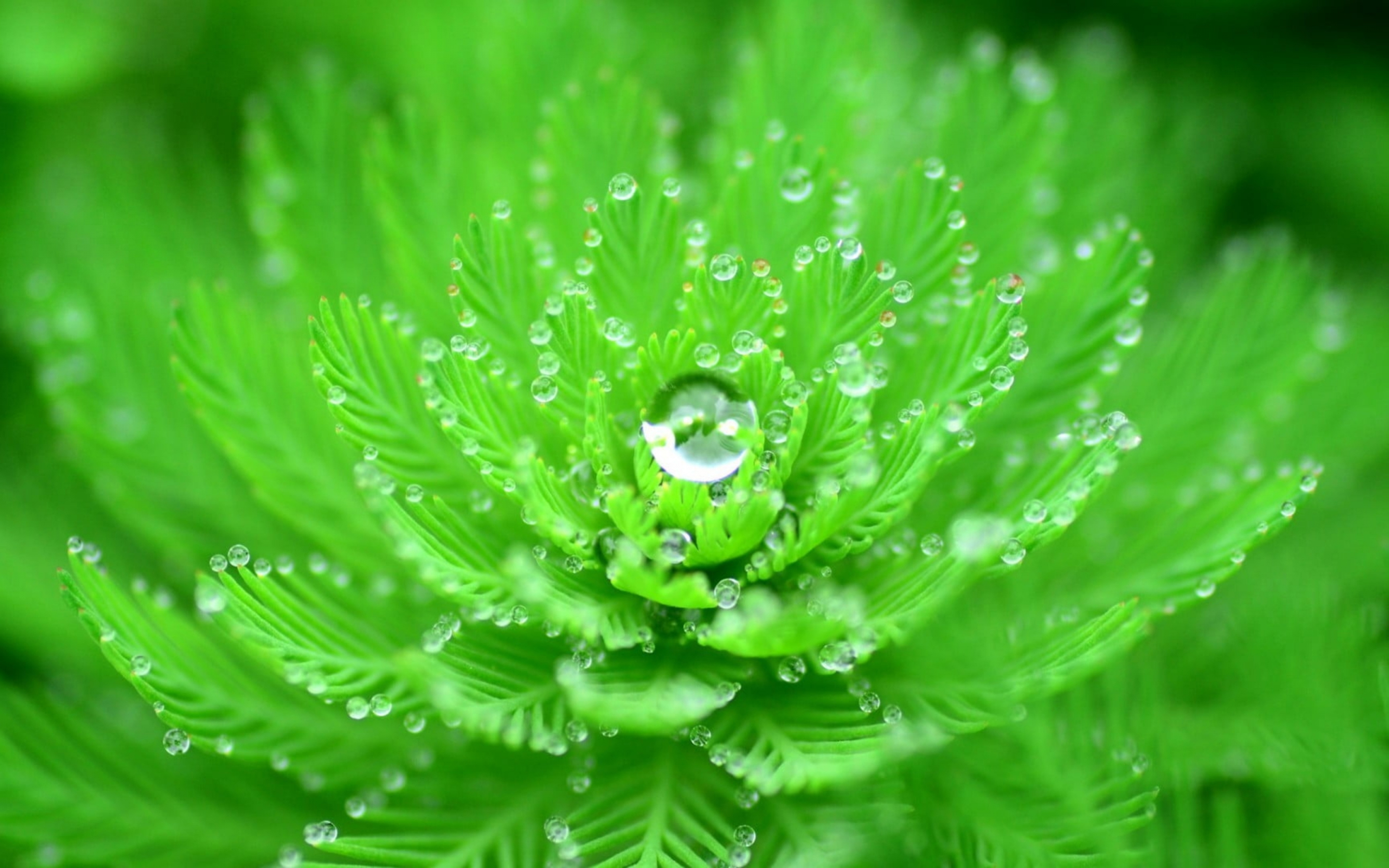 Droplets, close up, leaves, branches, 2880x1800 wallpaper