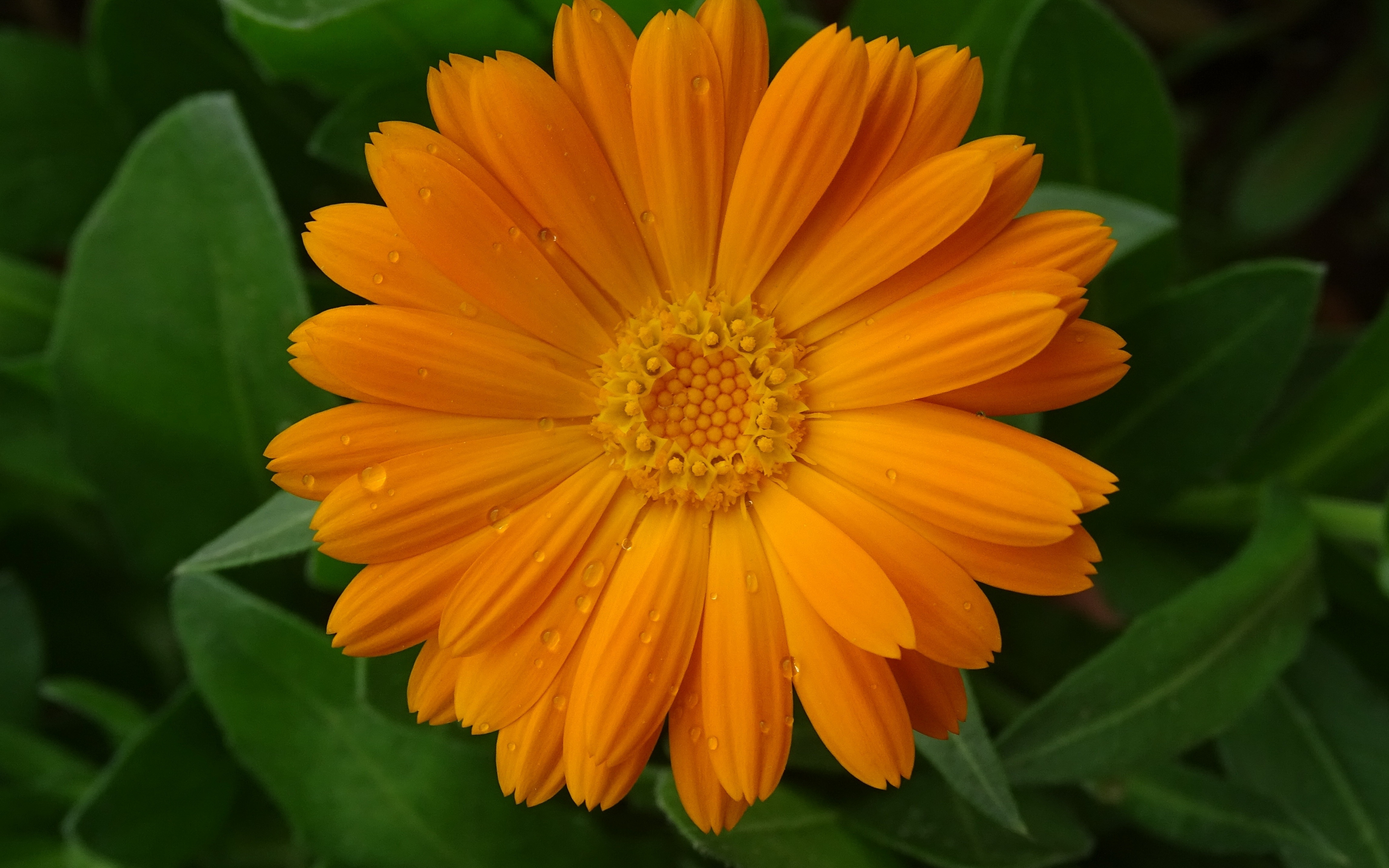 Marigold, flower, close up, drops, 2880x1800 wallpaper