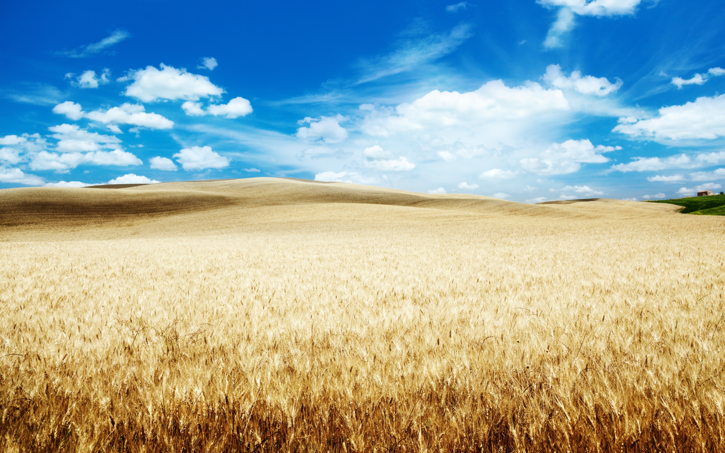 Wheat farm, landscape, clouds, blue sky, 2880x1800 wallpaper