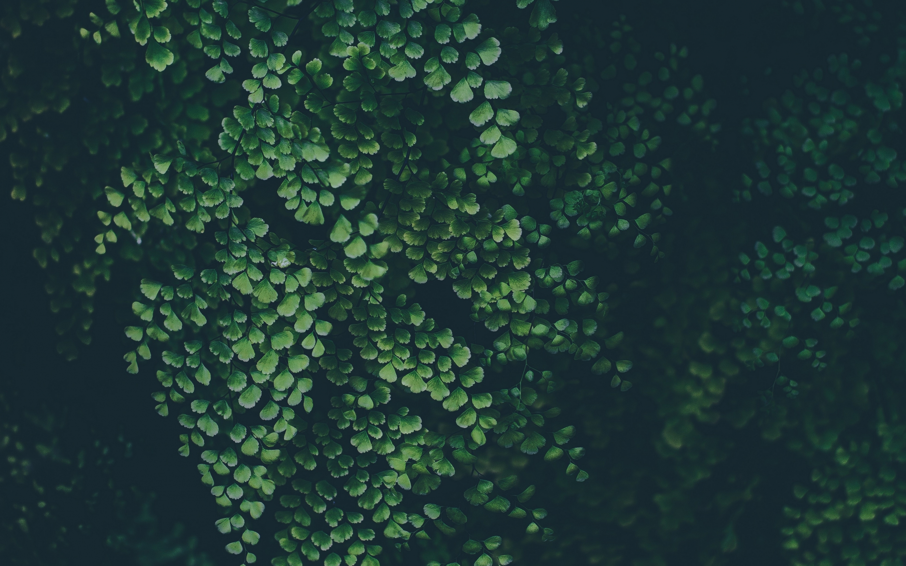 Green leaves, clover, nature, plants, 2880x1800 wallpaper