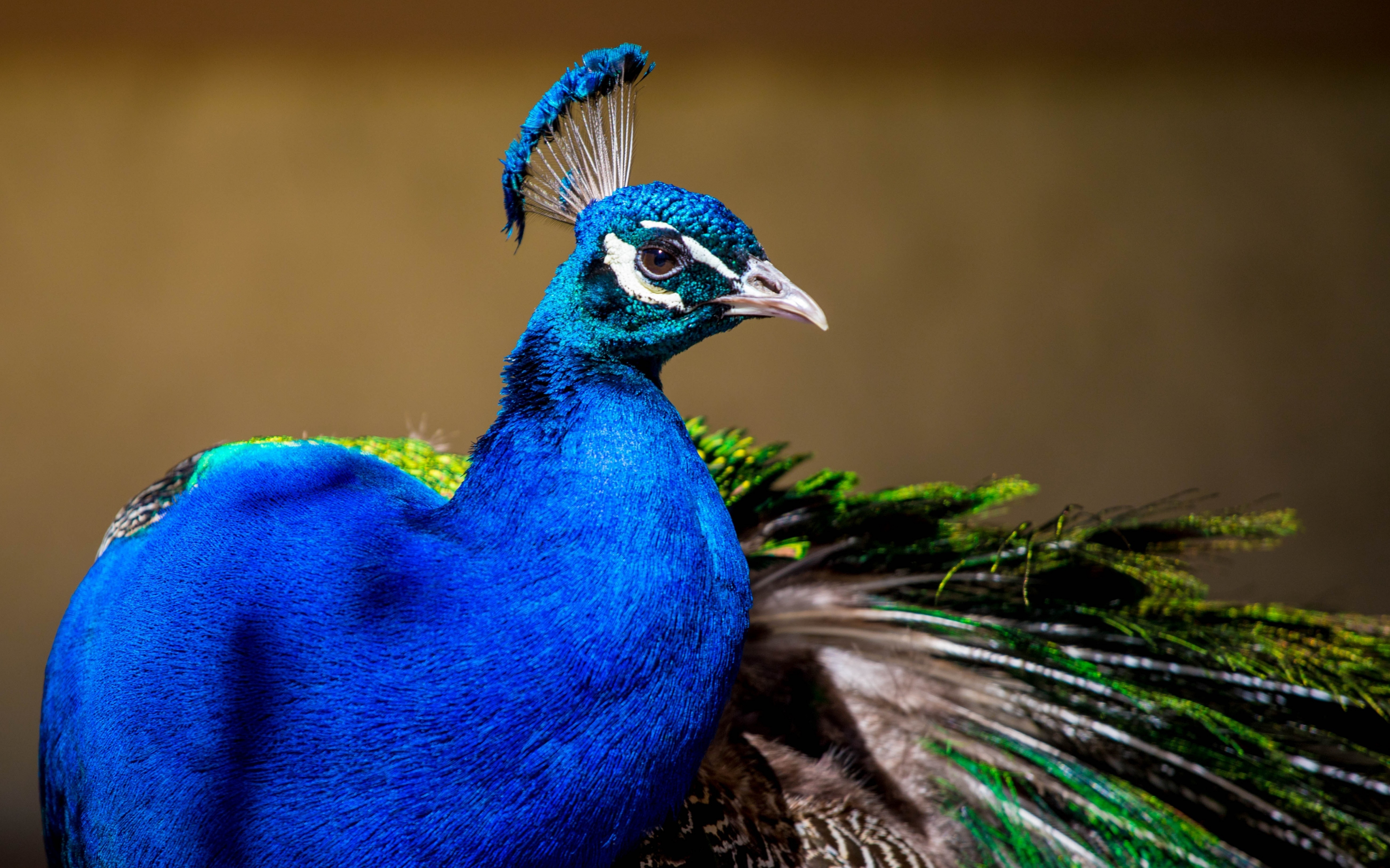 Peacock, colorful bird, plumage, 2880x1800 wallpaper