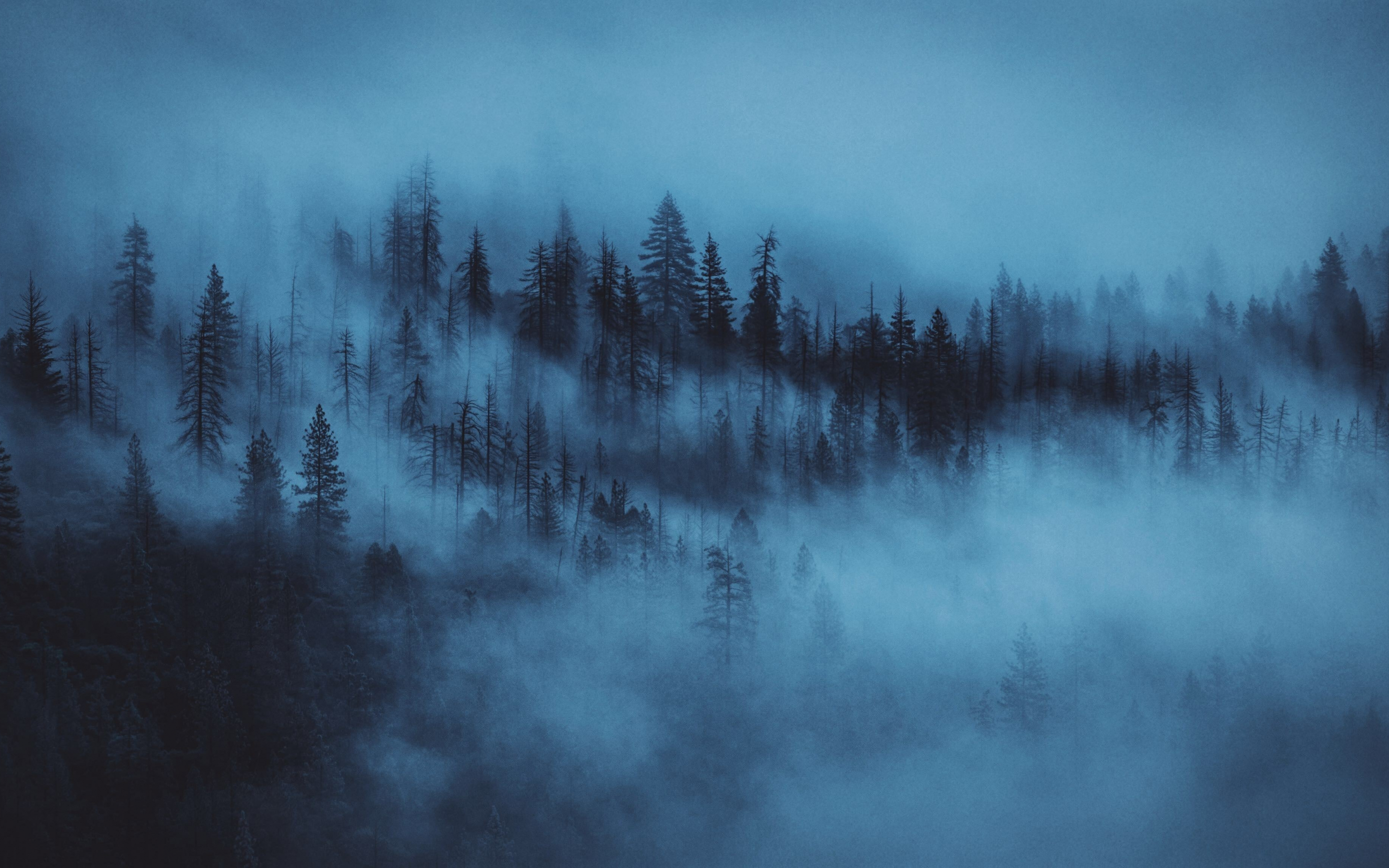 Dark, mist, trees, forest, 2880x1800 wallpaper