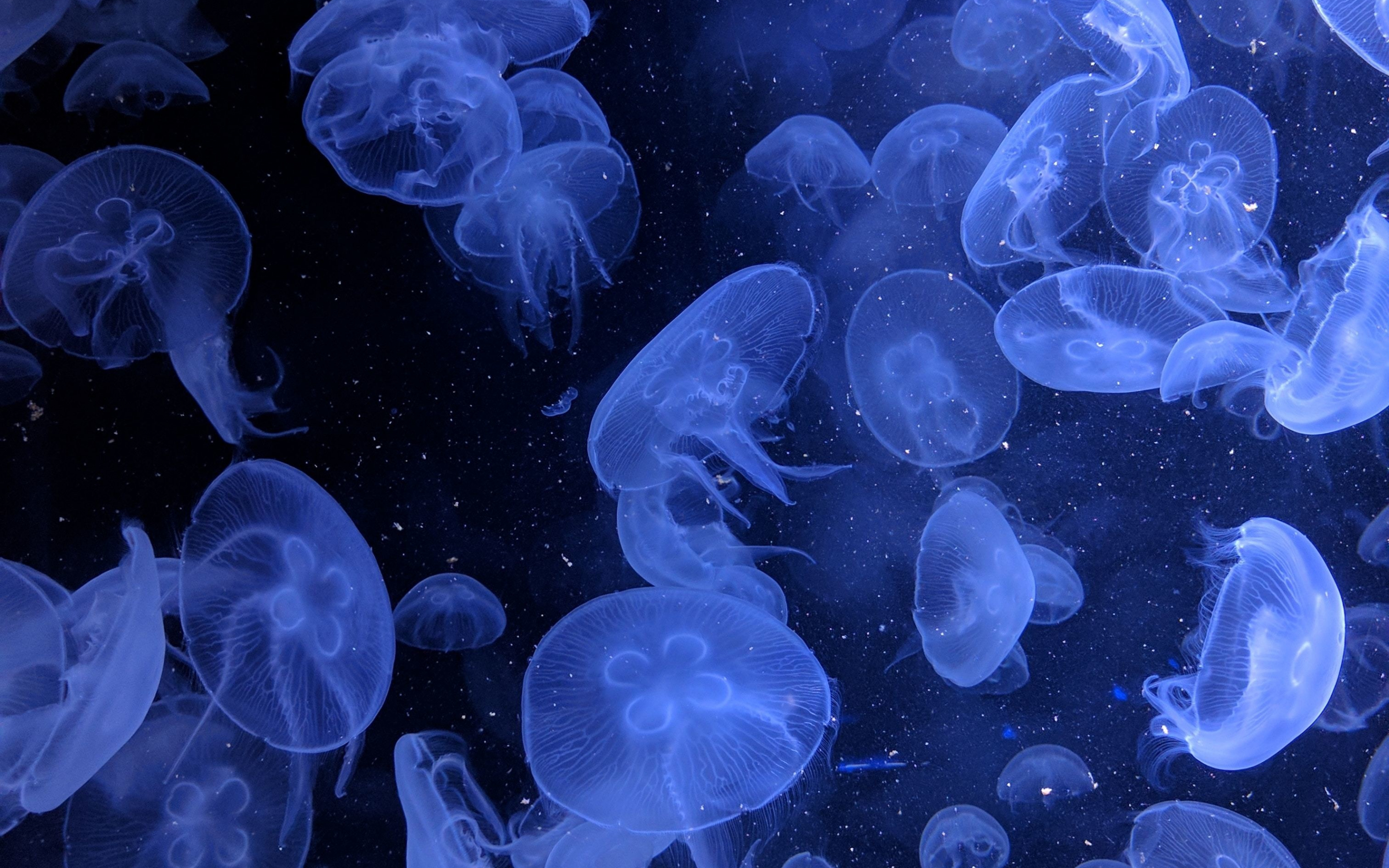 Jellyfish, underwater, blue, aquatic world, 2880x1800 wallpaper