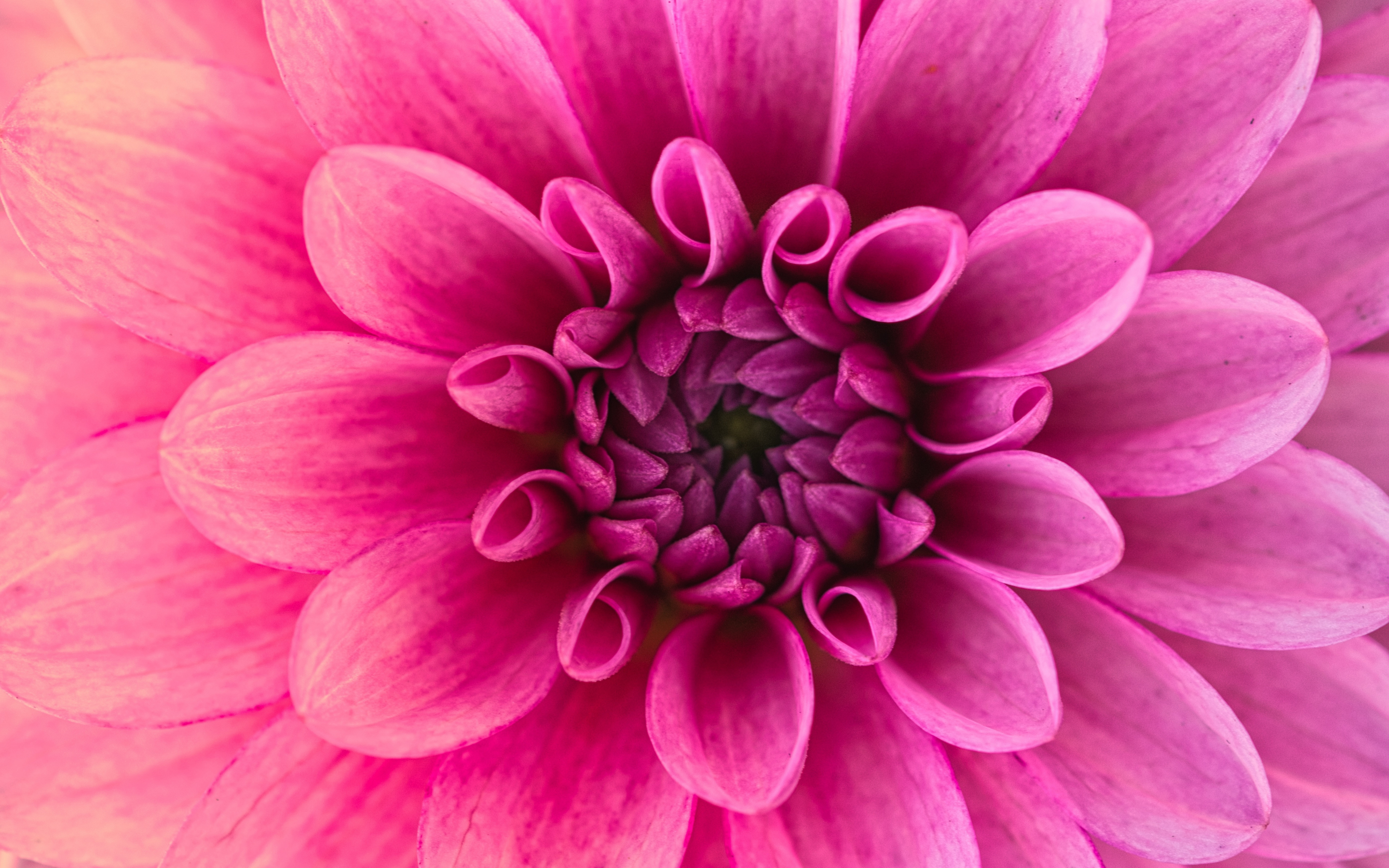 Pink flower, Dahlia, pink, close up, 2880x1800 wallpaper