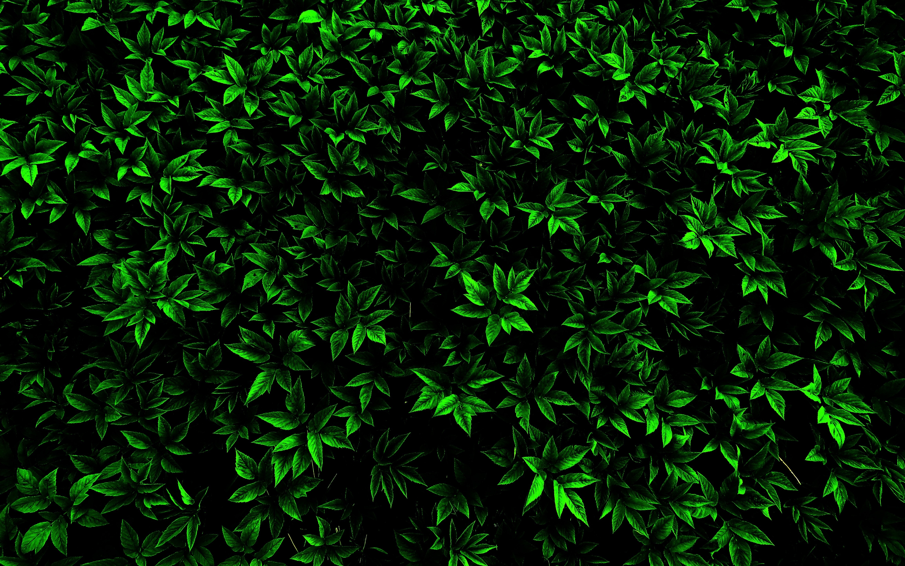 Green, small leaf, branches, 2880x1800 wallpaper
