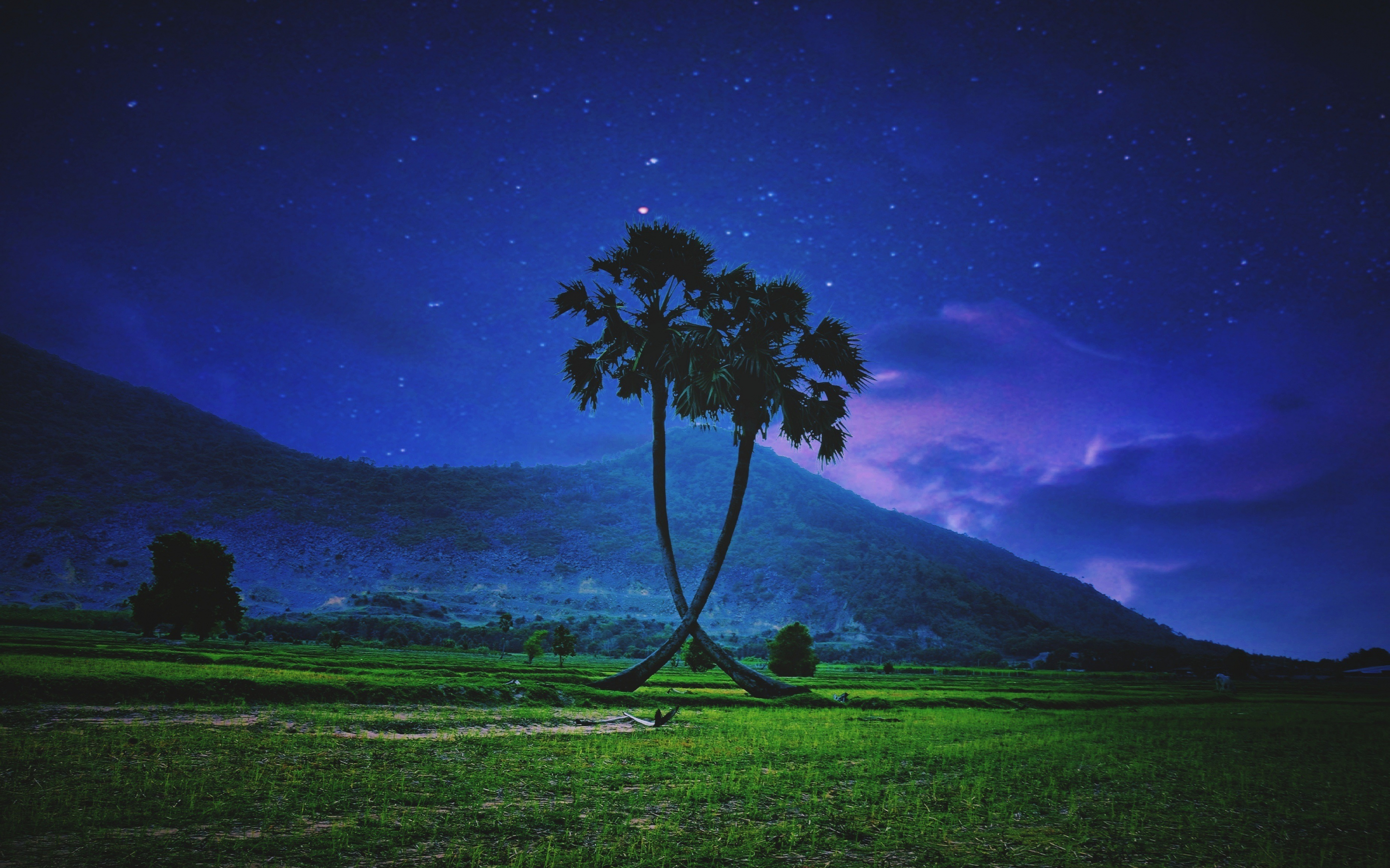 Palm trees, landscape, night, sky, 2880x1800 wallpaper