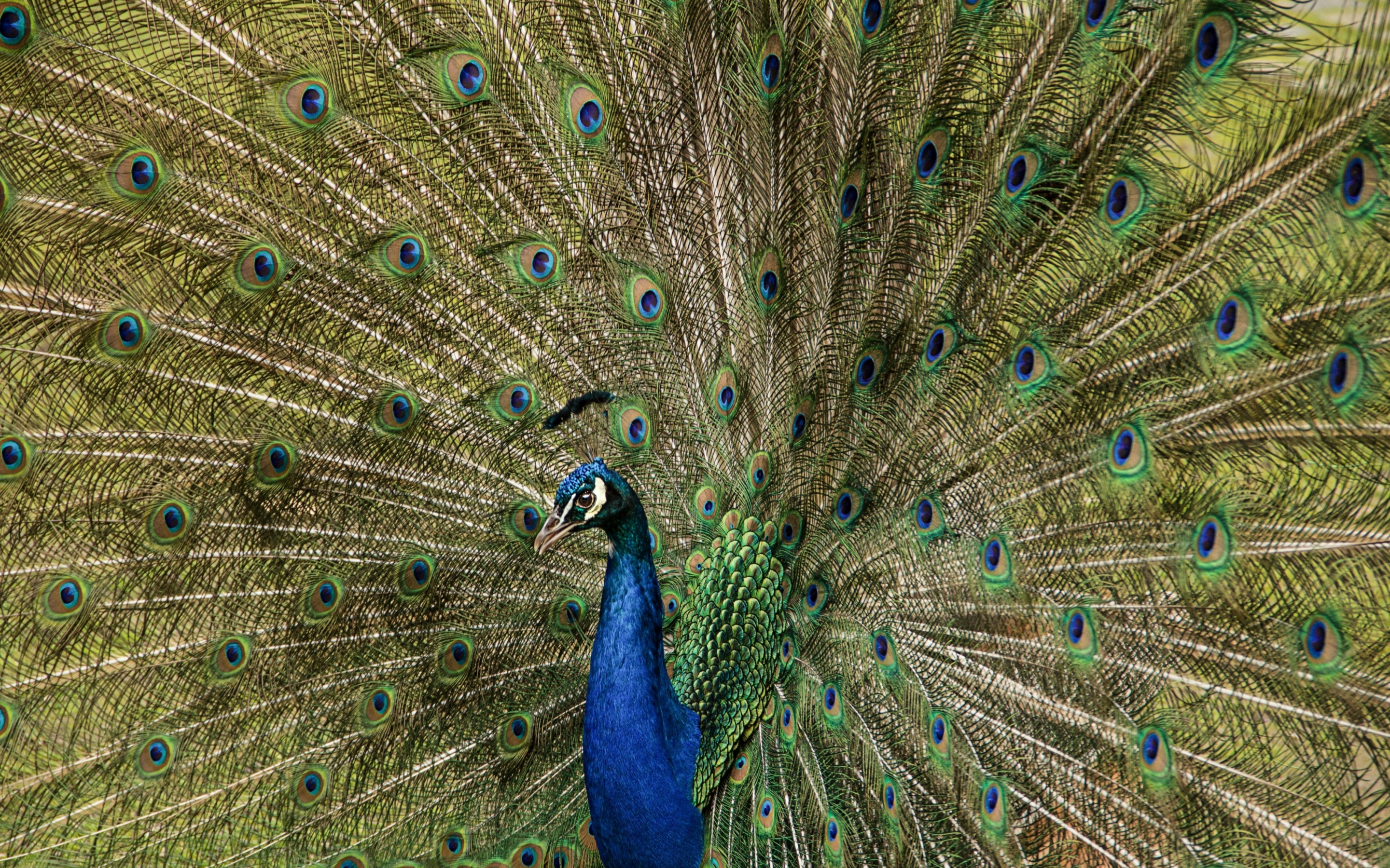 Plumage, feathers, dance, peacock, bird, 2880x1800 wallpaper
