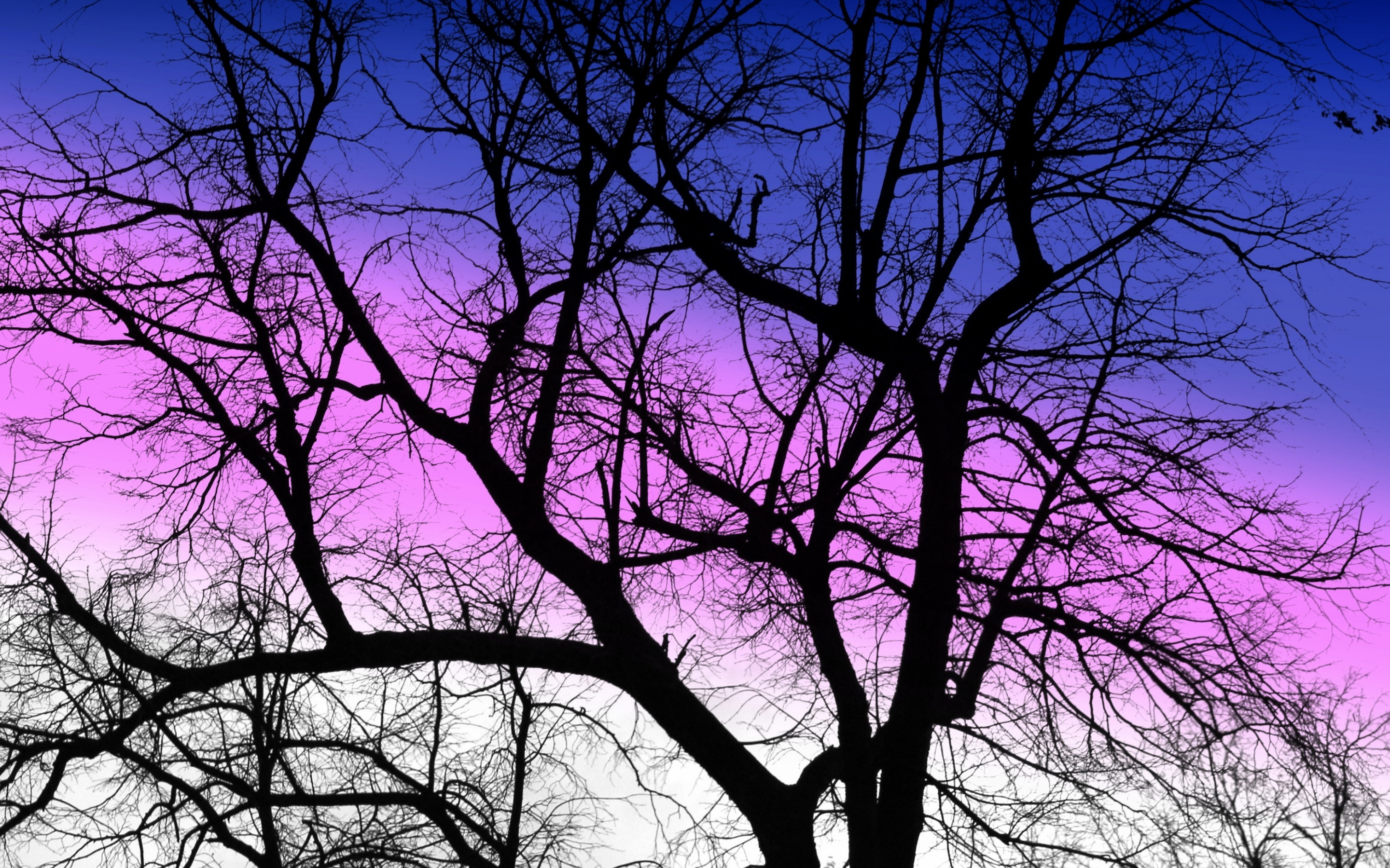 Purple sky, sunset, silhouette, tree, nature, 2880x1800 wallpaper