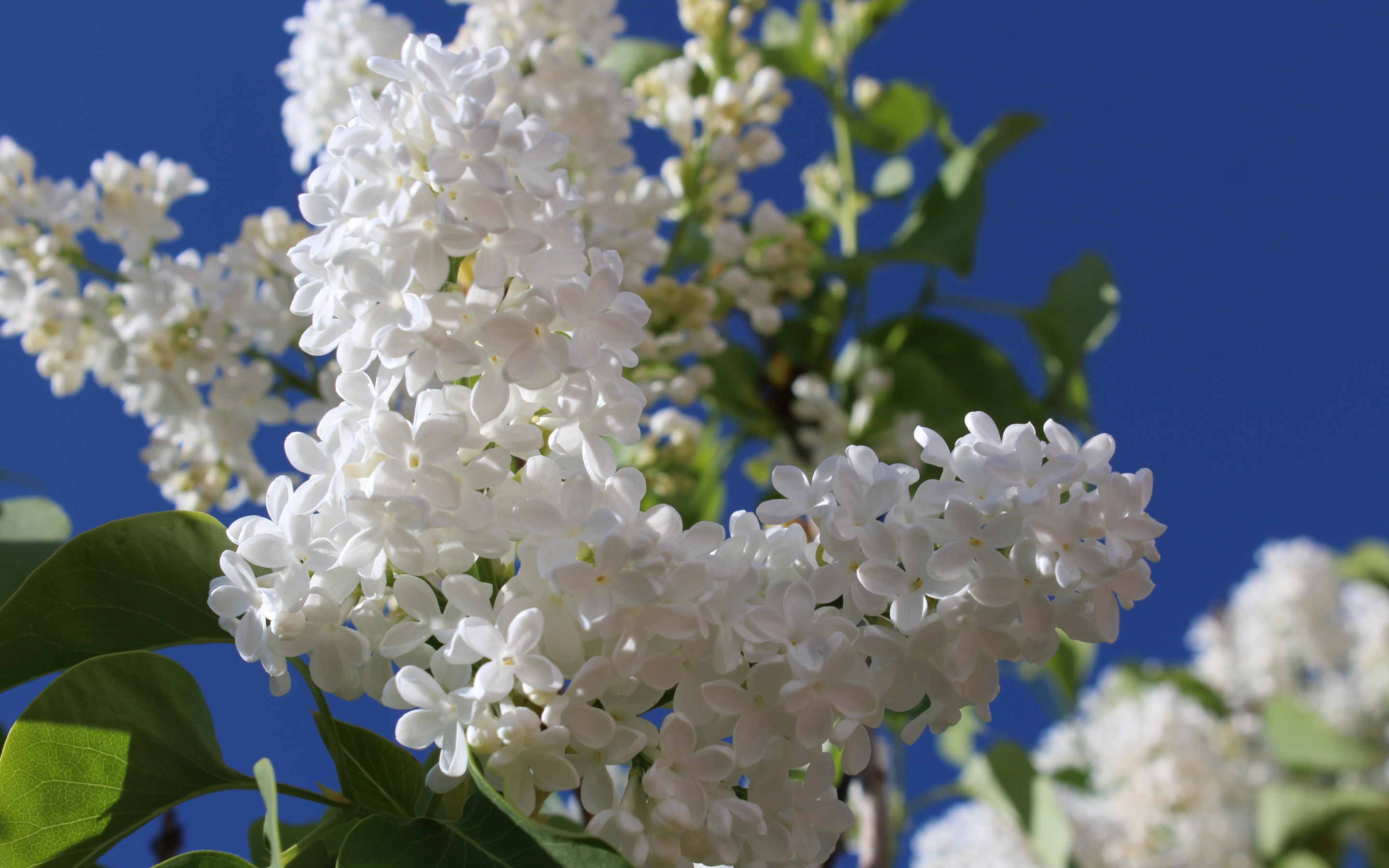 Blossom, pure white, flowers, spring, 2880x1800 wallpaper