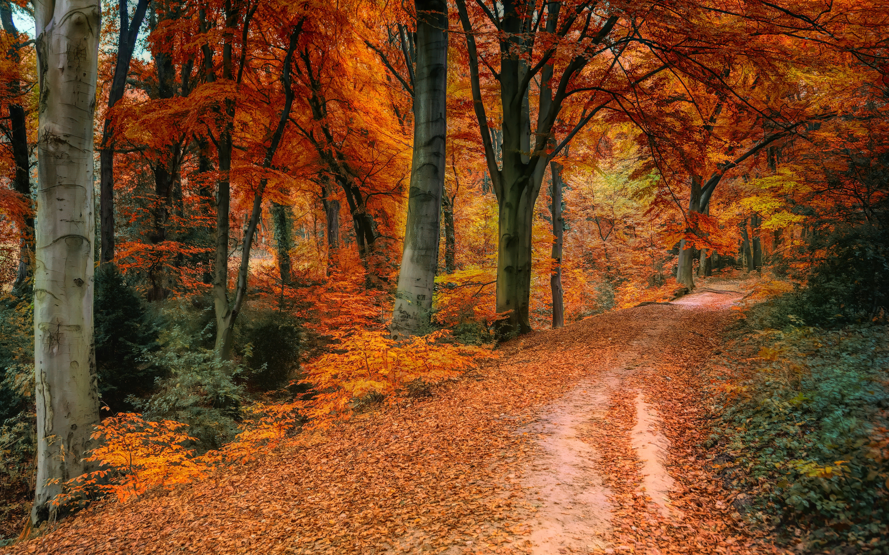 Autumn, tree, fall, pathway, 2880x1800 wallpaper