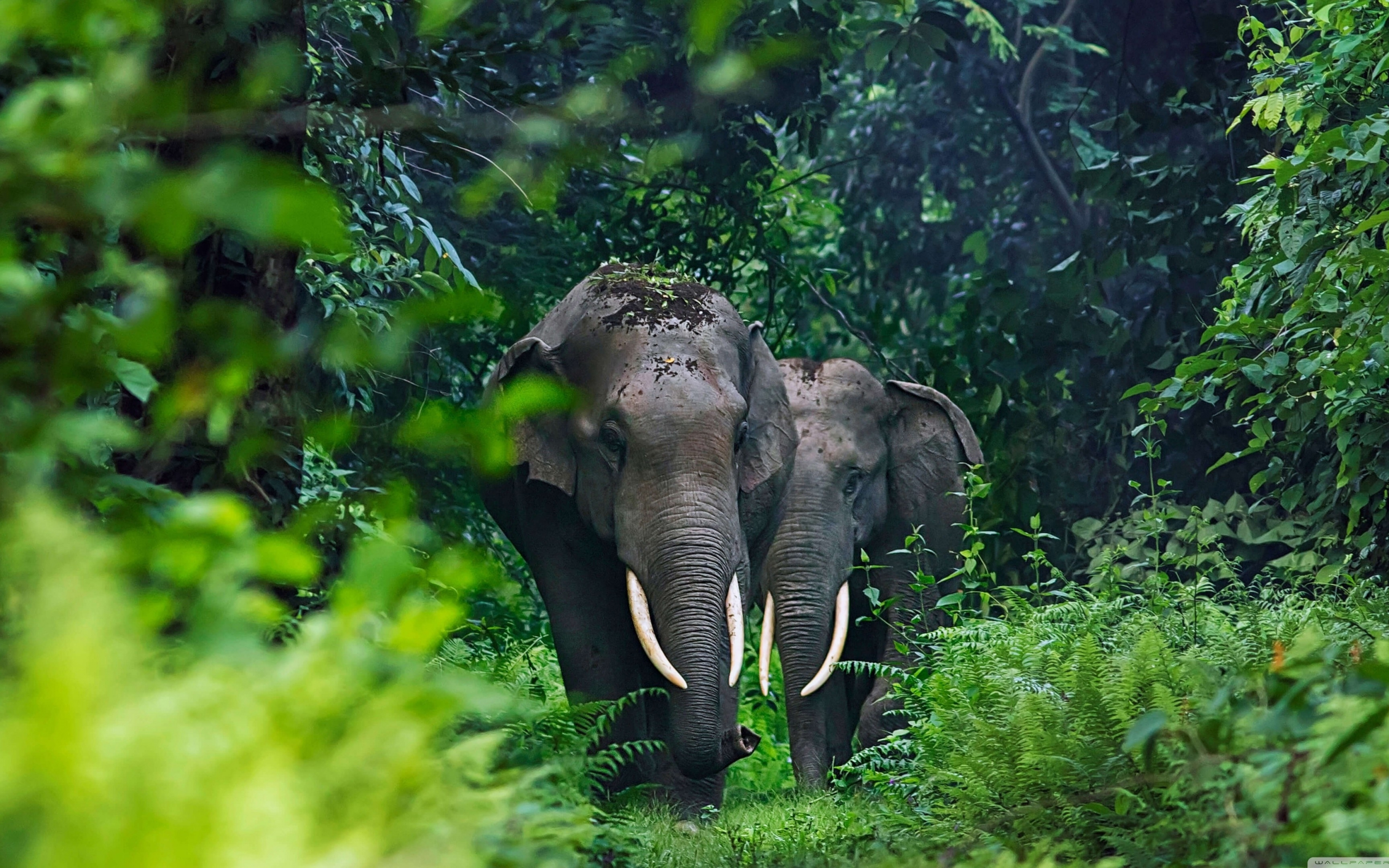 Wildlife, adorable elephants, forest, 2880x1800 wallpaper