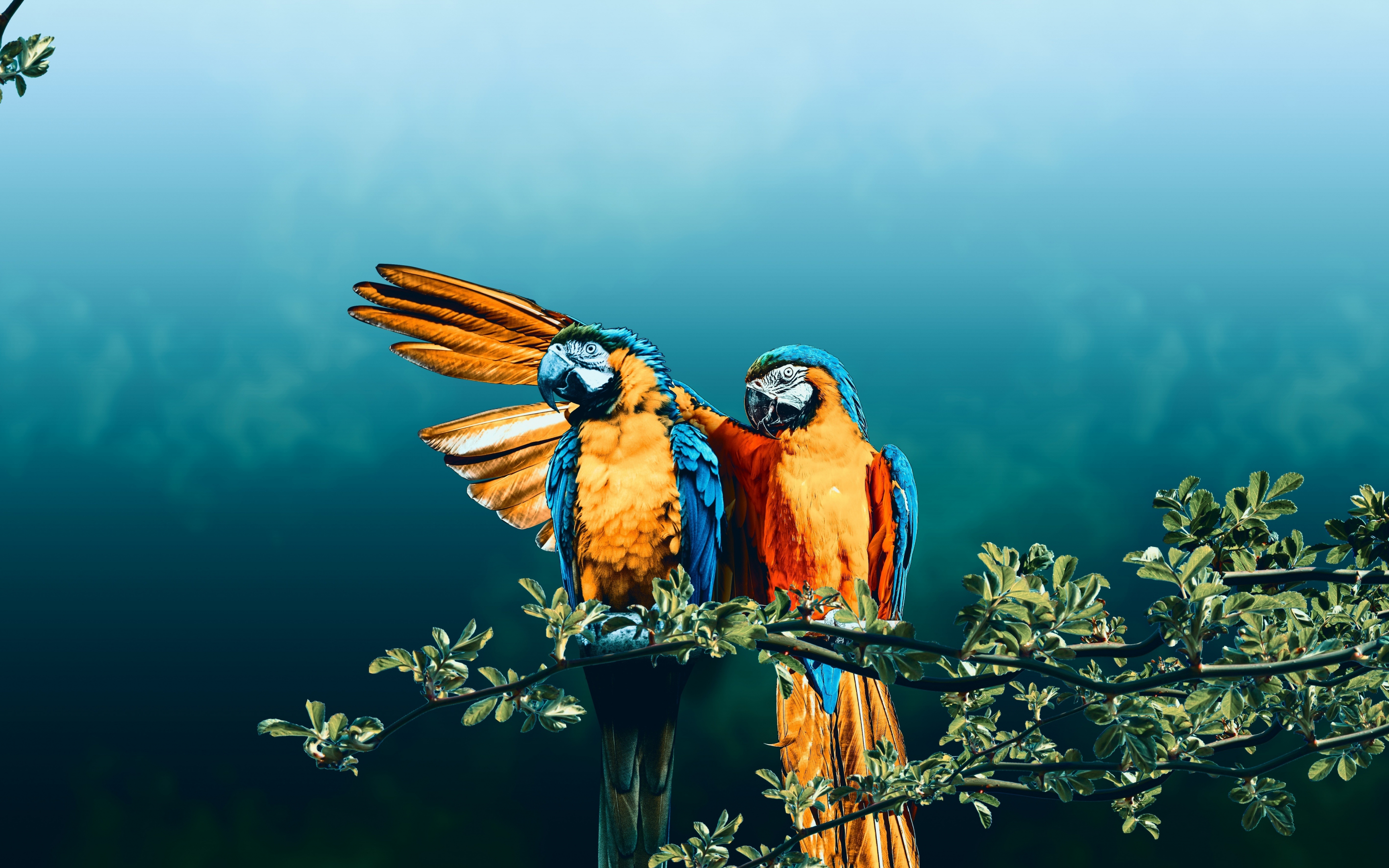 Macaw, bird pair, photoshop, 2880x1800 wallpaper