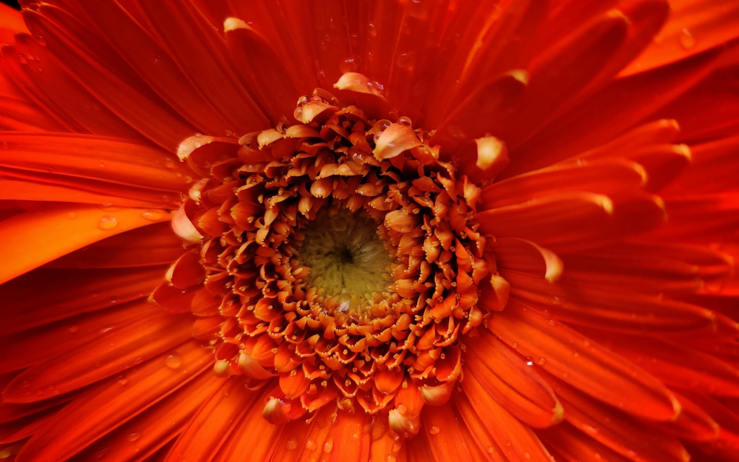Orange flower, petals, close up, 2880x1800 wallpaper