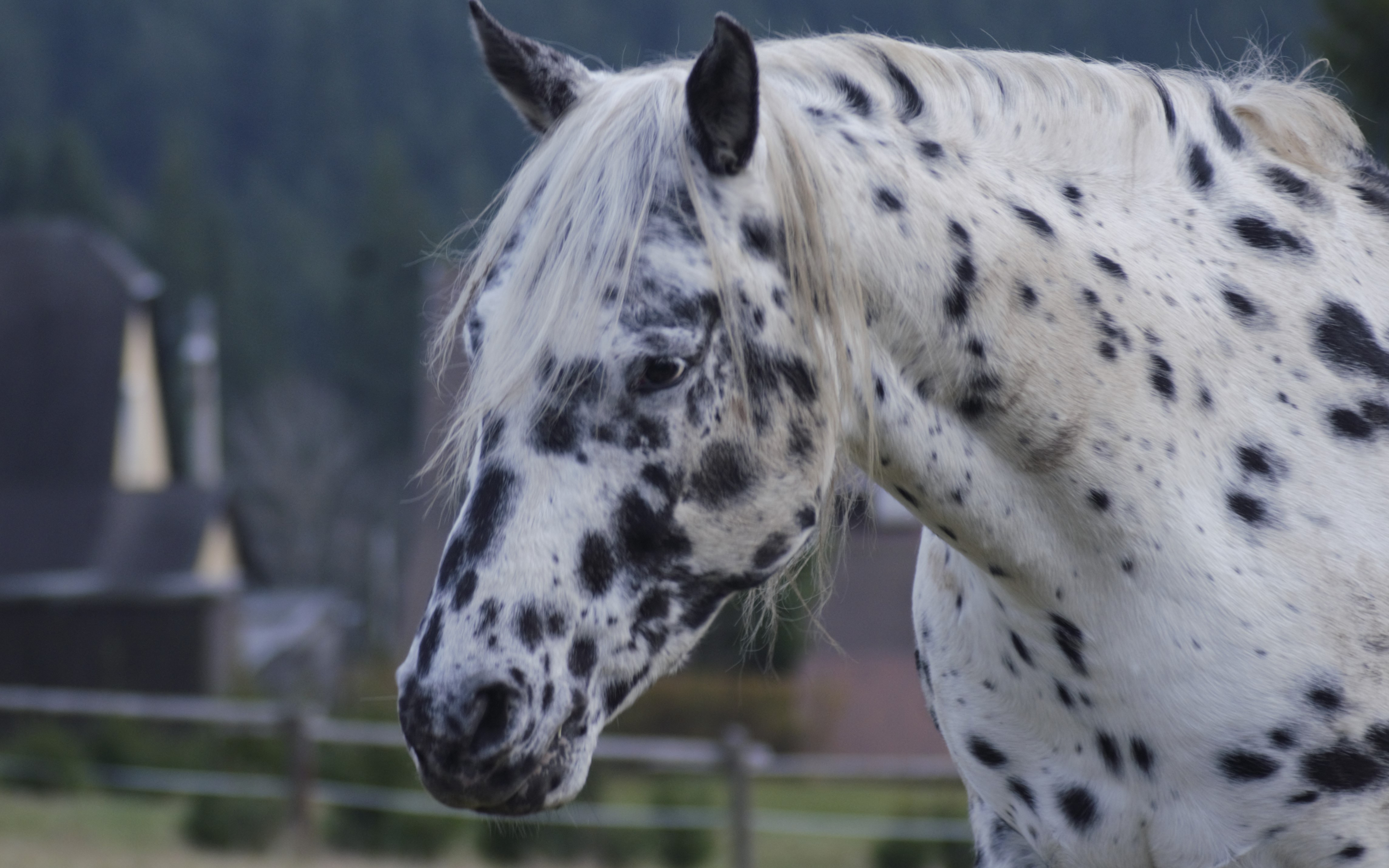 Horse, muzzle, animal, black spots, 2880x1800 wallpaper