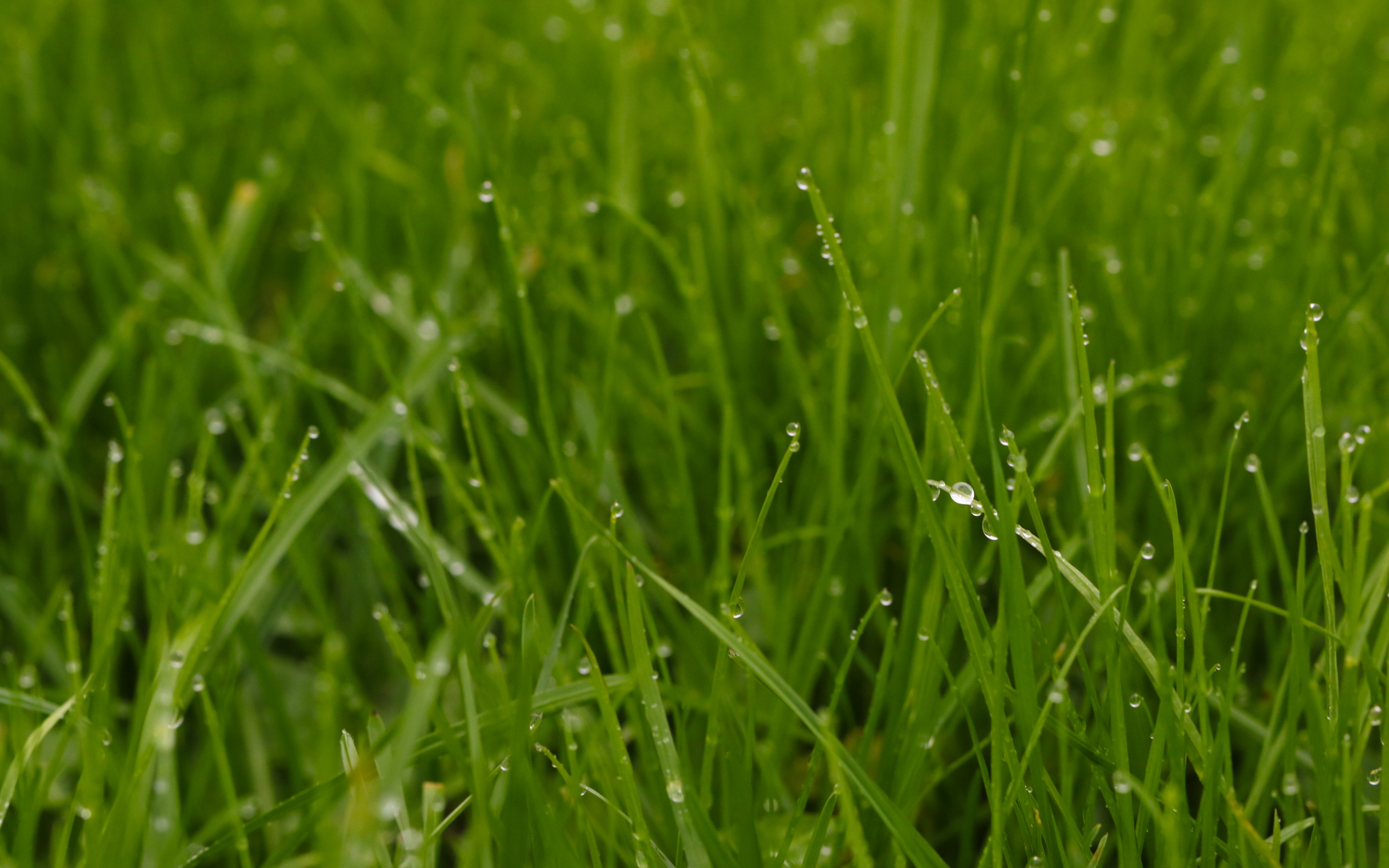 Green grass, landscape, water drops, 2880x1800 wallpaper