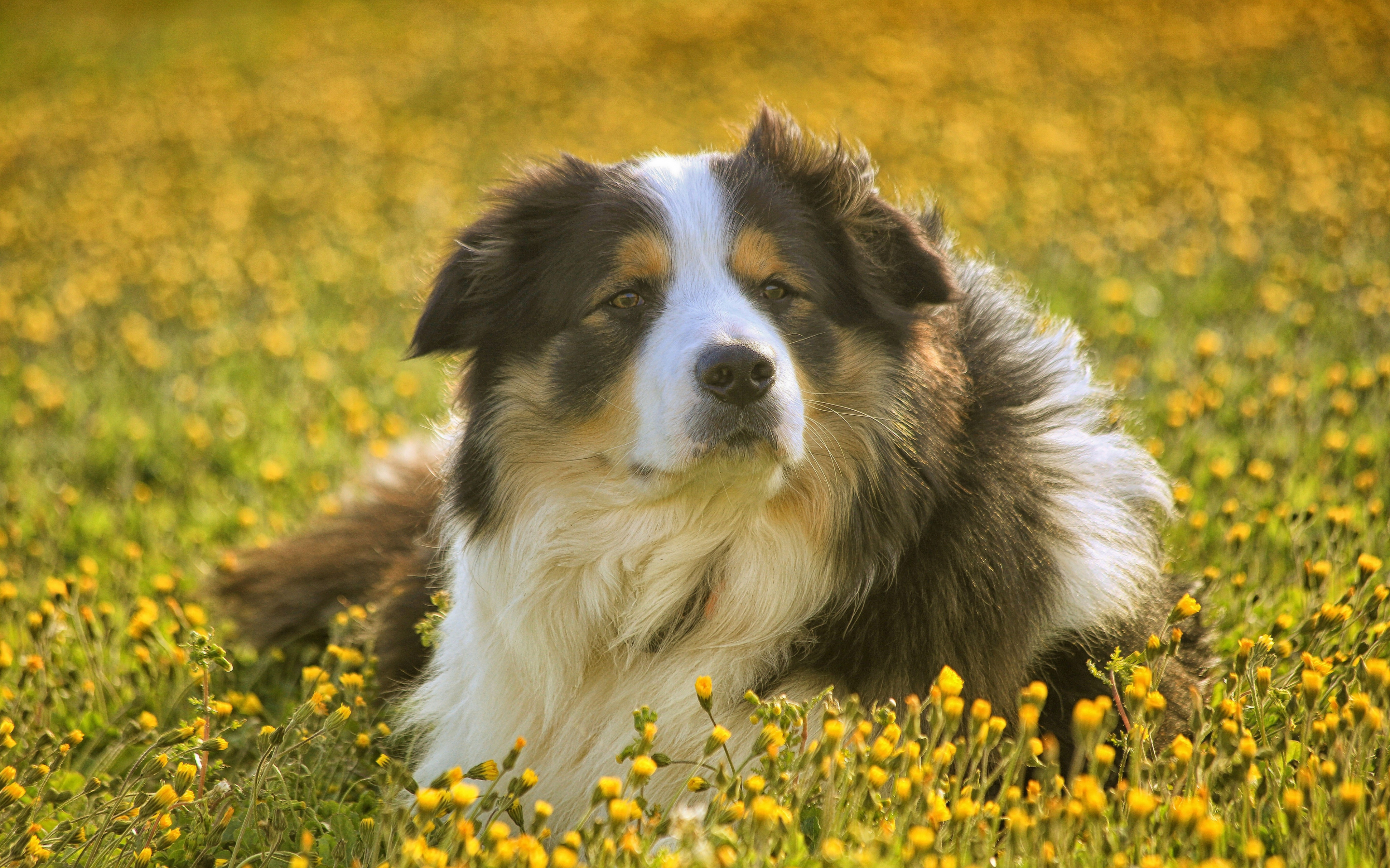 Dog, furry, outdoor, calm, meadow, 2880x1800 wallpaper