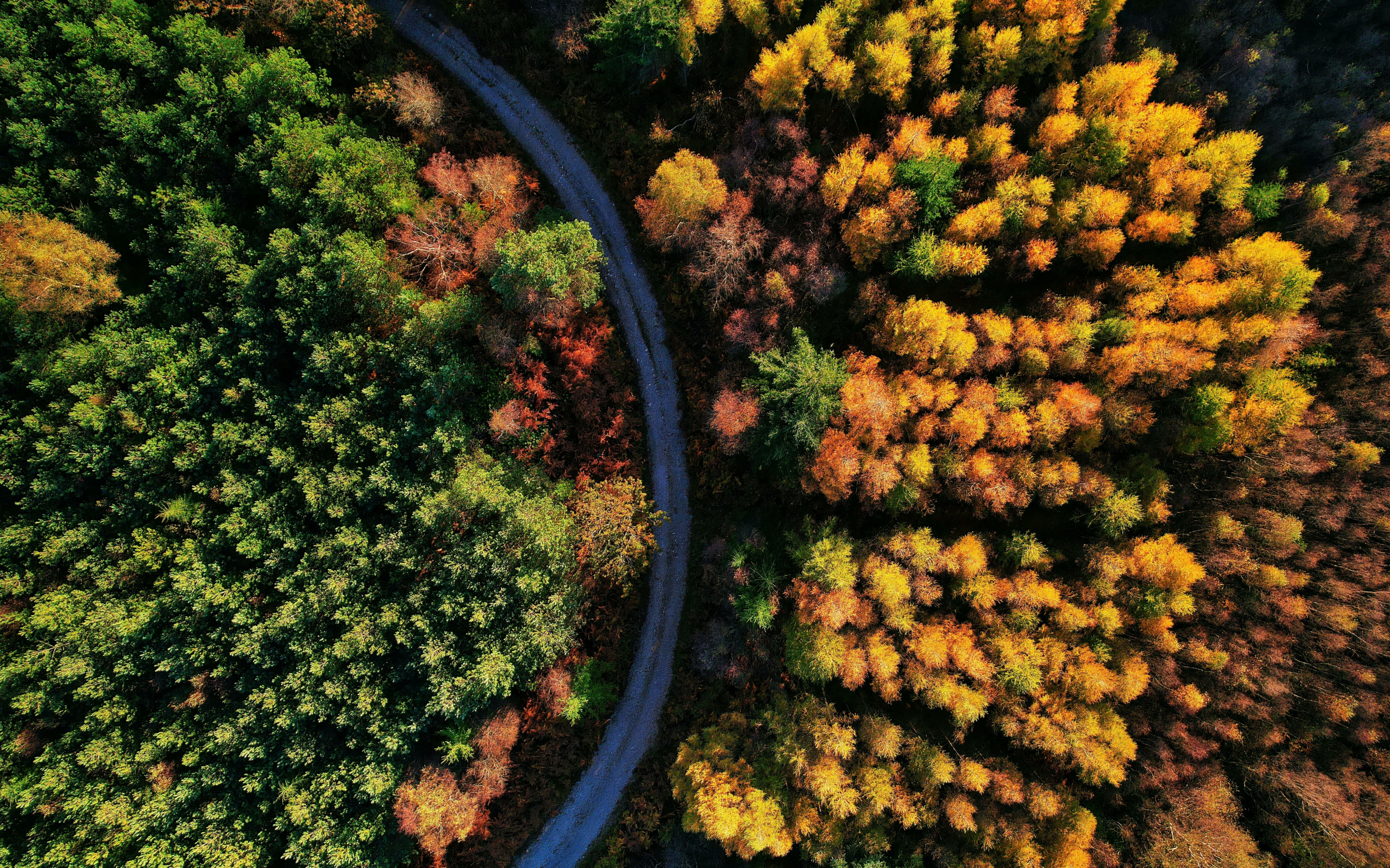 Beautiful autumn, green-yellow trees, aerial view, 2880x1800 wallpaper