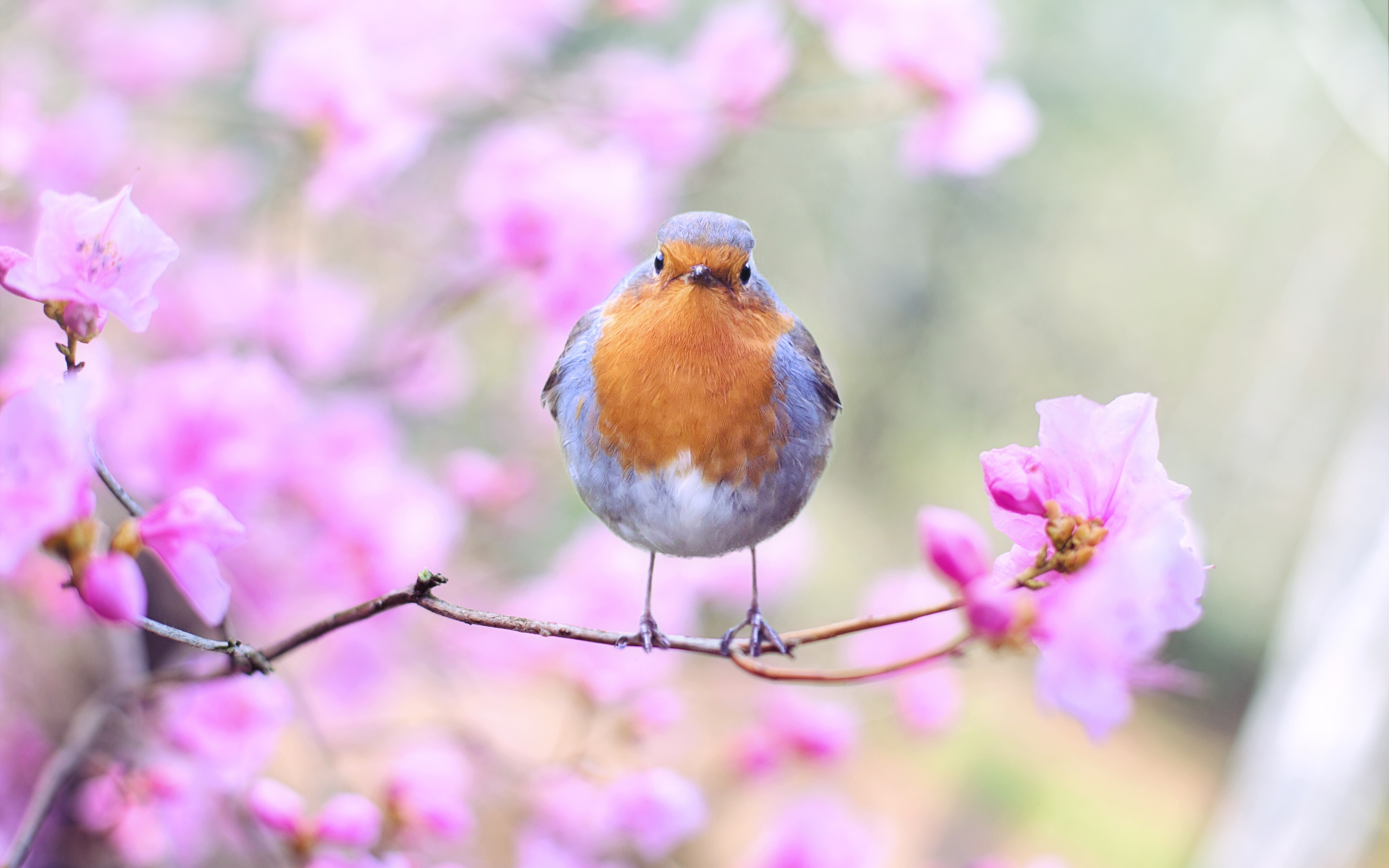 Spring, bird, European robin, blossom, 2880x1800 wallpaper