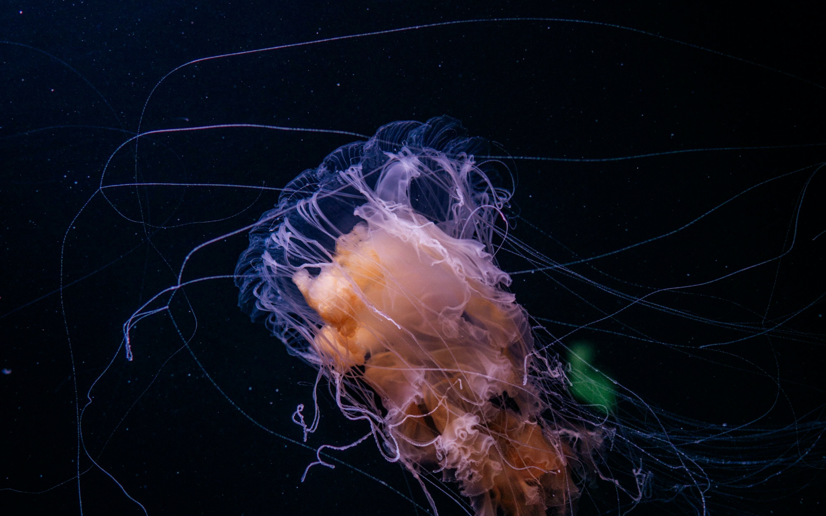 Underwater, jellyfish, thin tentacles, animal, 2880x1800 wallpaper