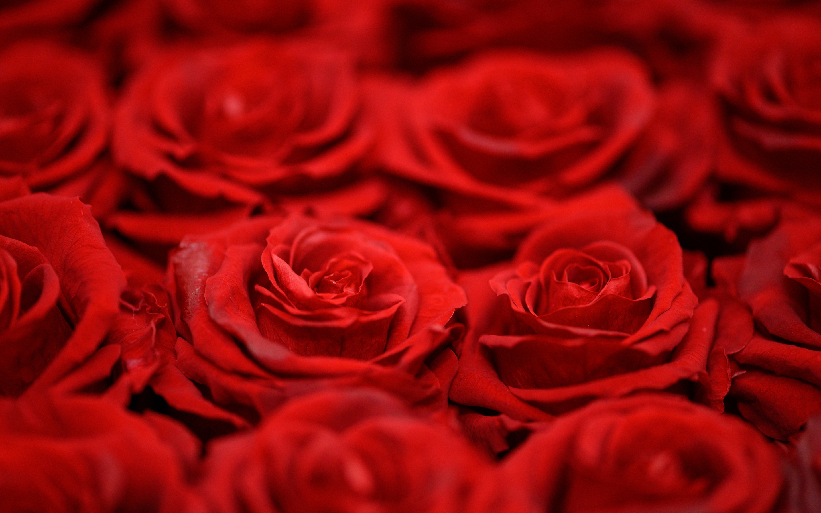 Close up, arranged, red roses, 2880x1800 wallpaper