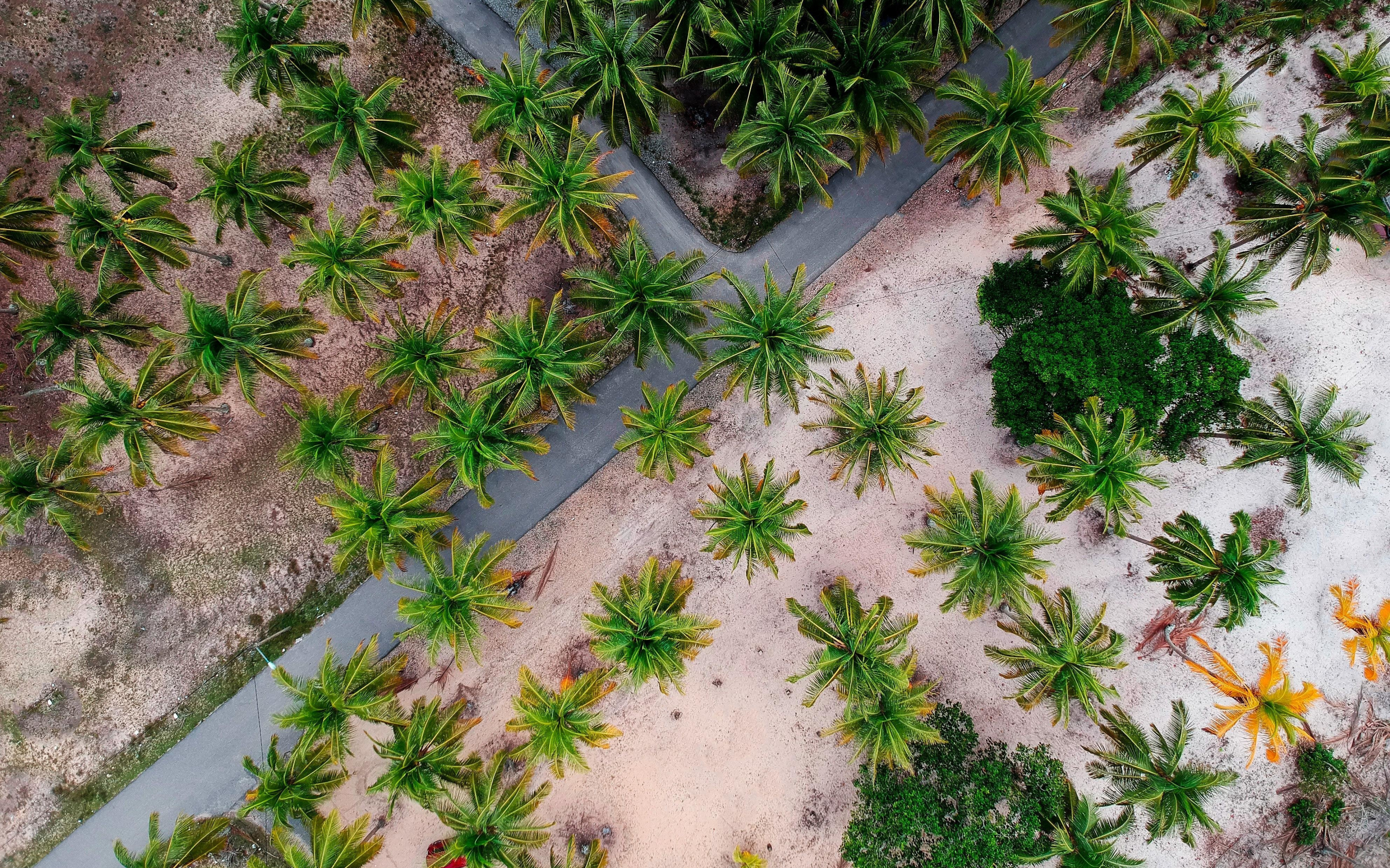 Aerial shot, road through palm trees, nature, 2880x1800 wallpaper