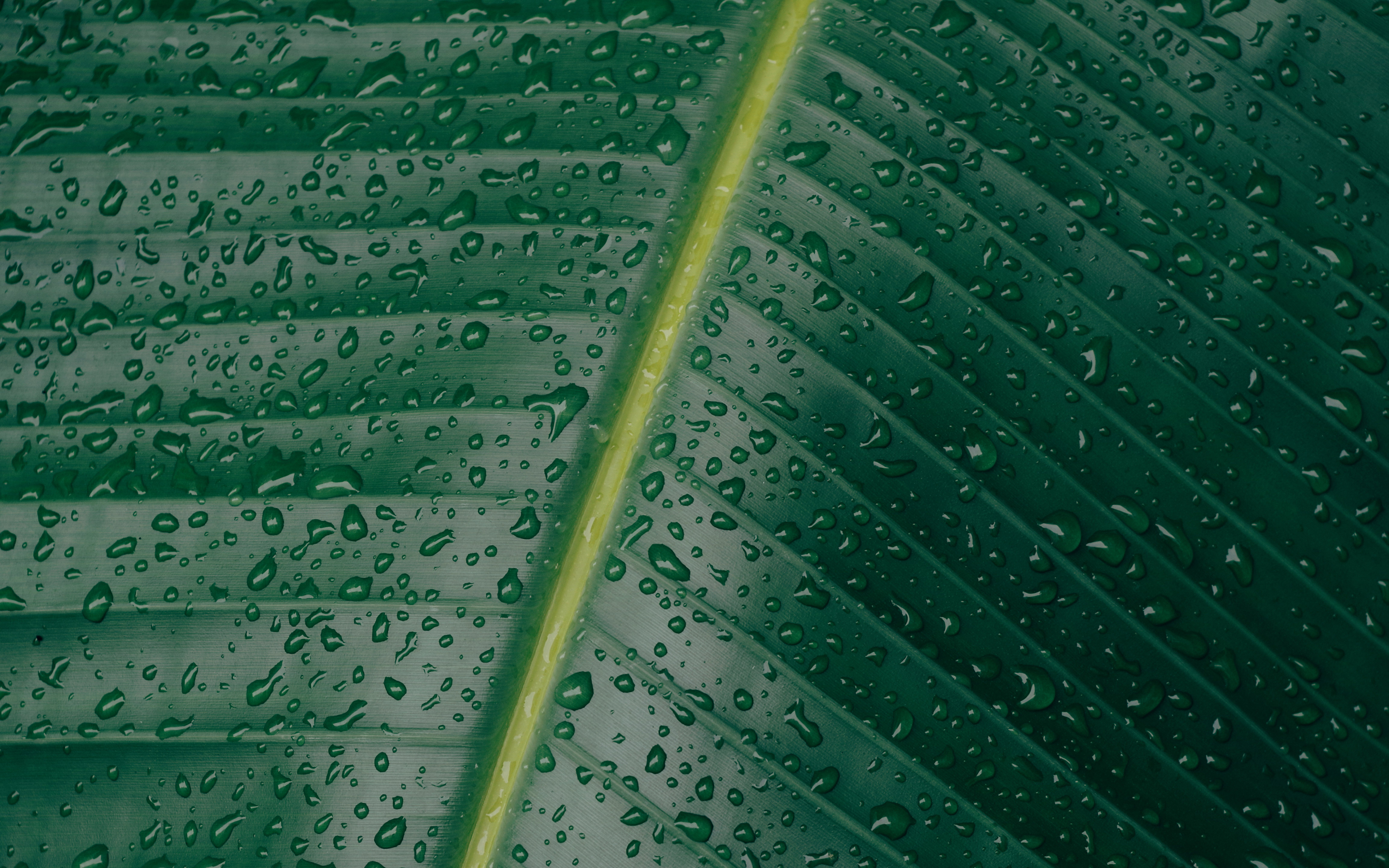 Green leaf,  water drops, texture, 2880x1800 wallpaper
