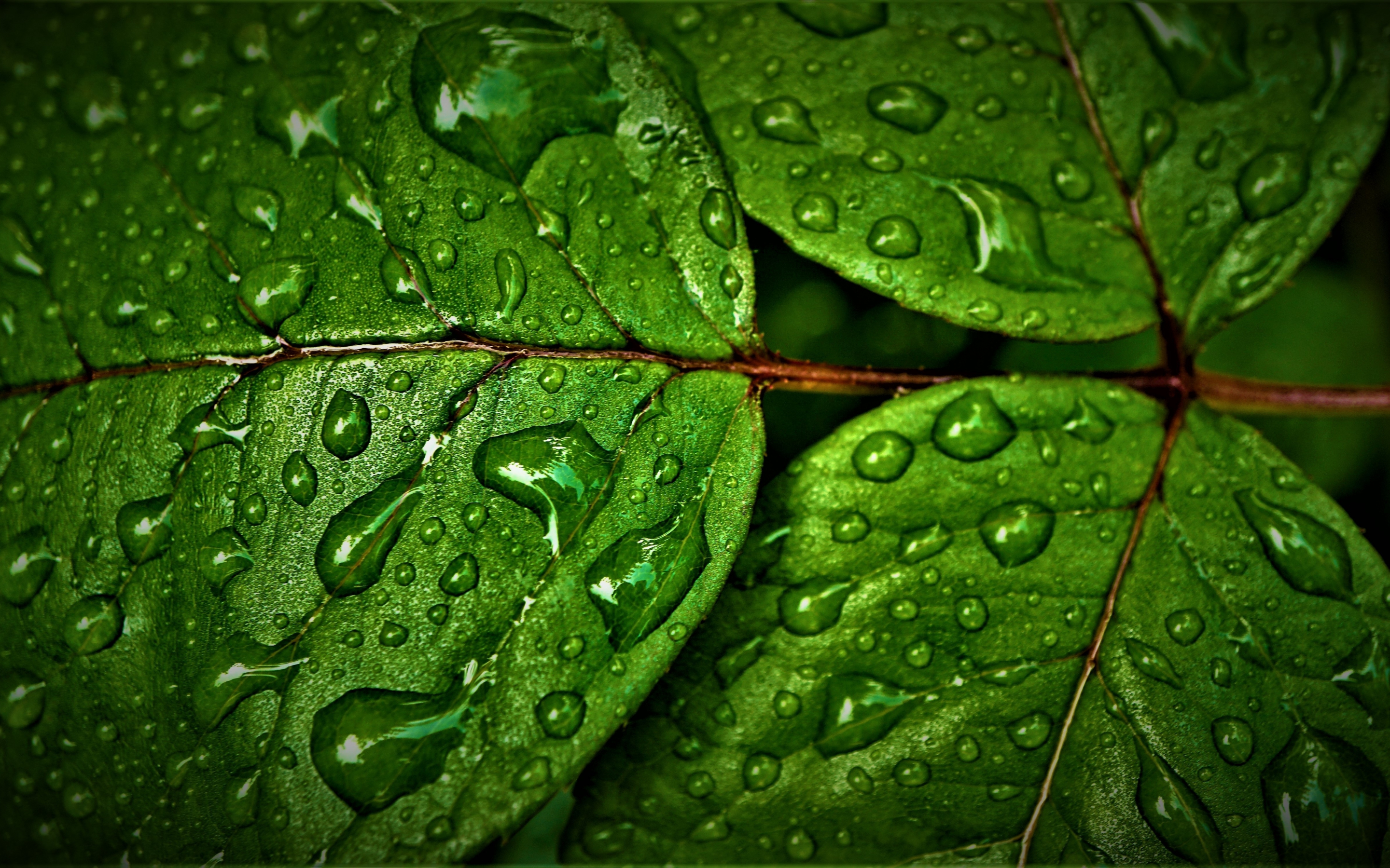 Green leaves, rain drops, close up, 2880x1800 wallpaper