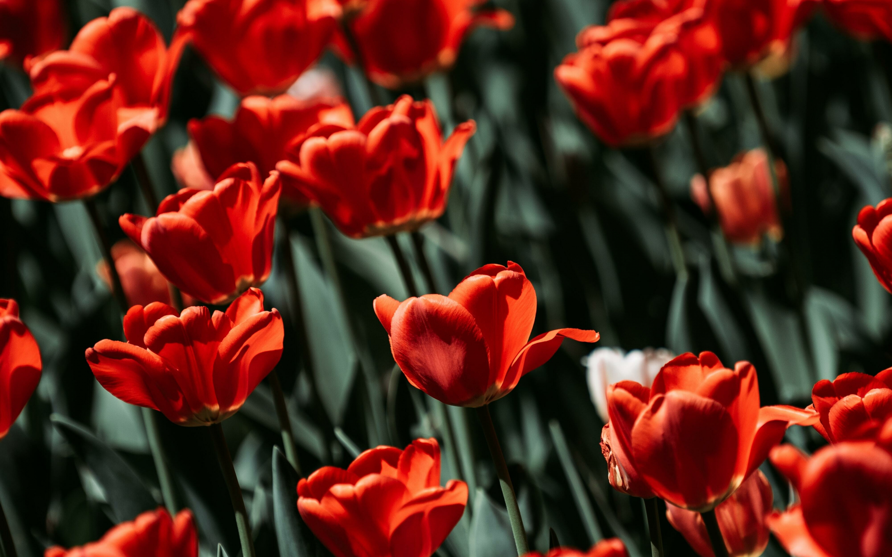 Red tulips, bloom, flowers, 2880x1800 wallpaper