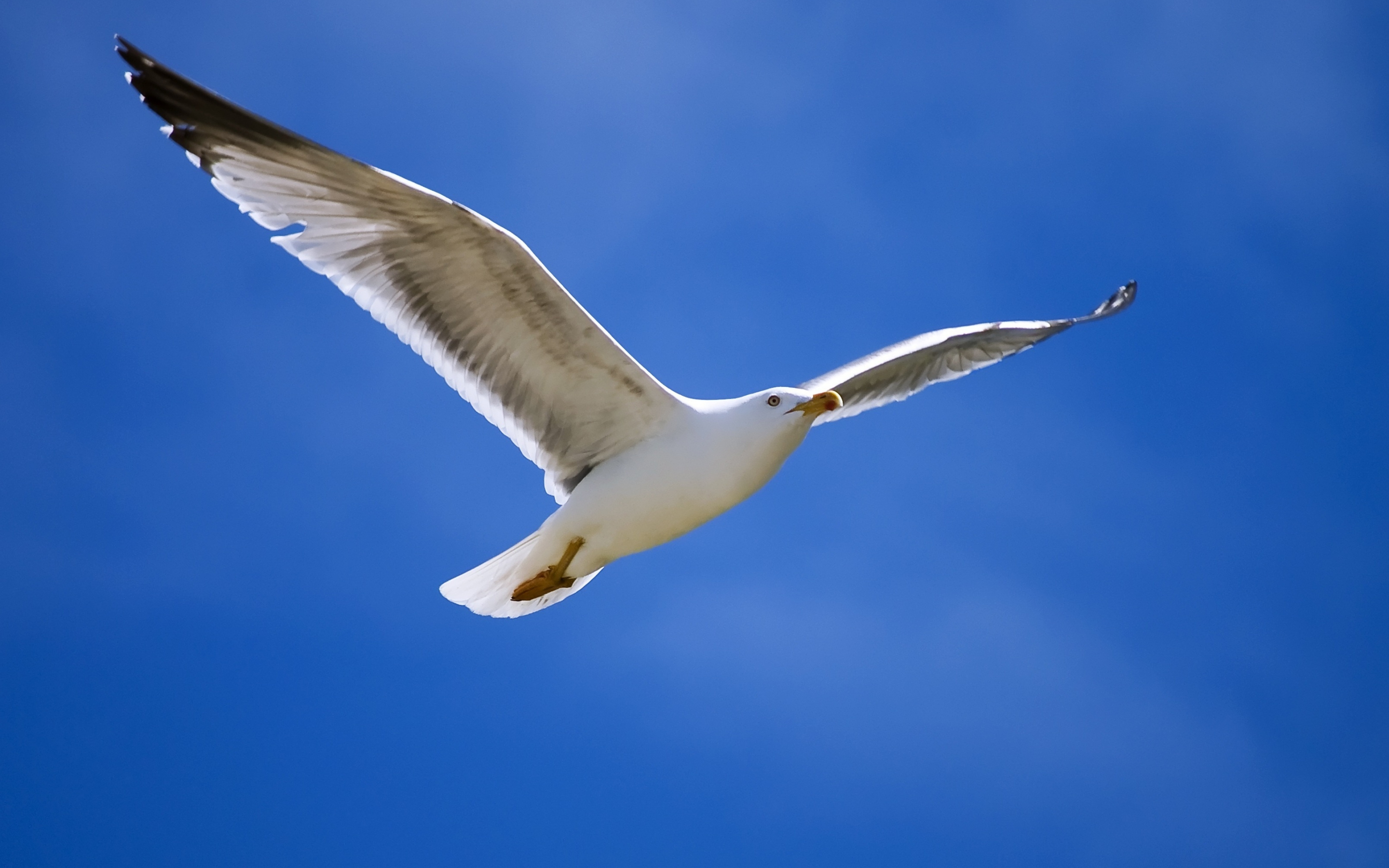 Blue sky, bird, flight, seagull, 2880x1800 wallpaper