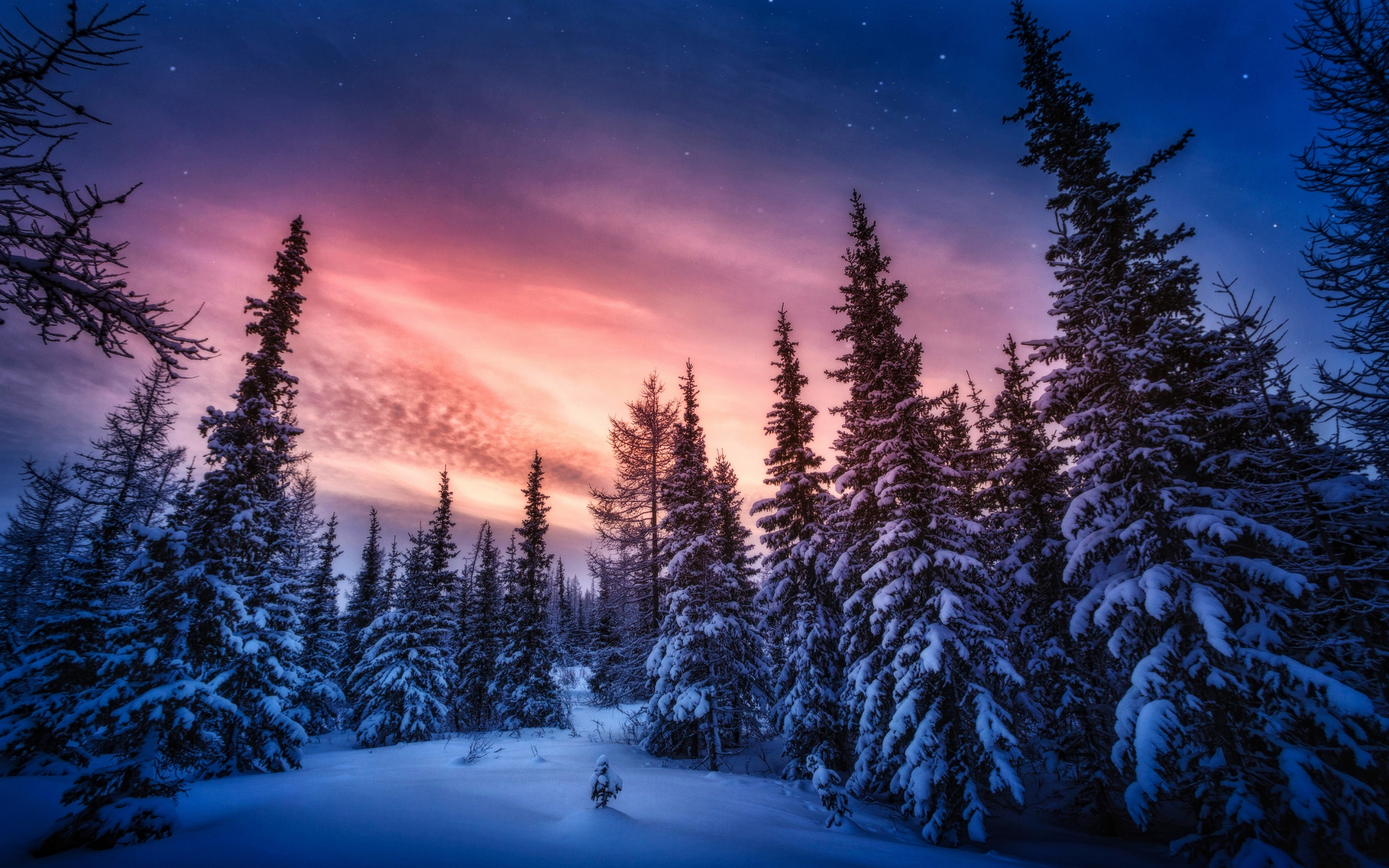 Winter sunset, tree, adorable sky, 2880x1800 wallpaper