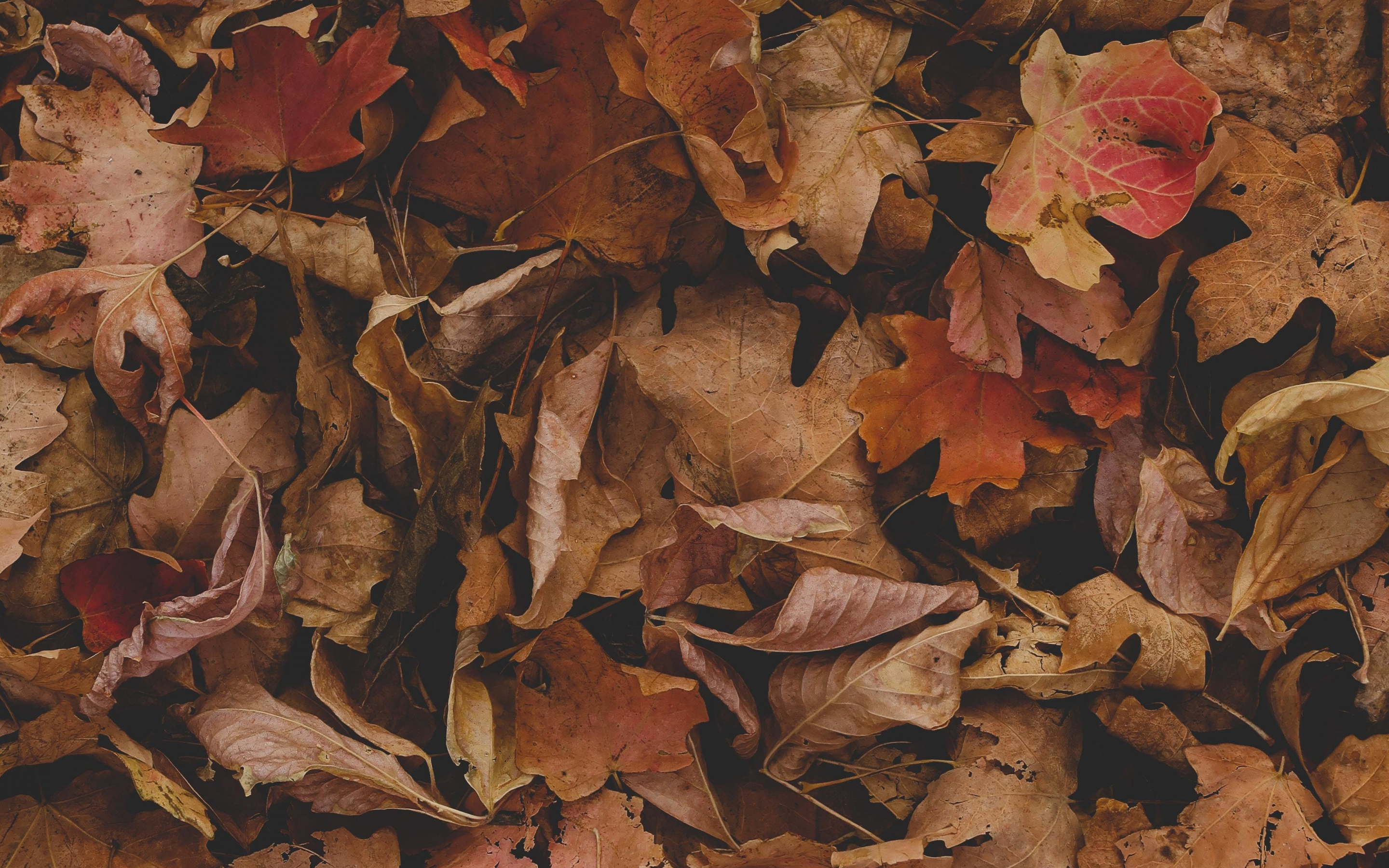 Dry, fallen leaves, autumn, 2880x1800 wallpaper