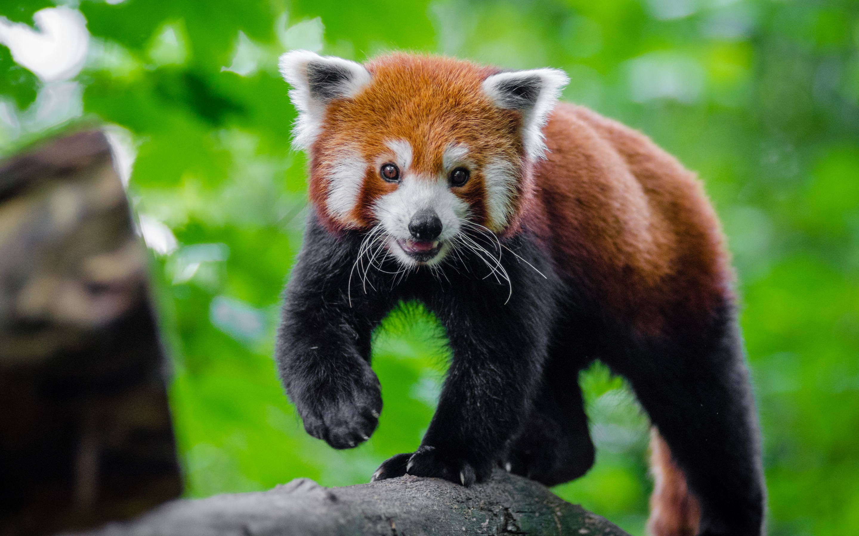 Cute, red panda, animal, play, 2880x1800 wallpaper