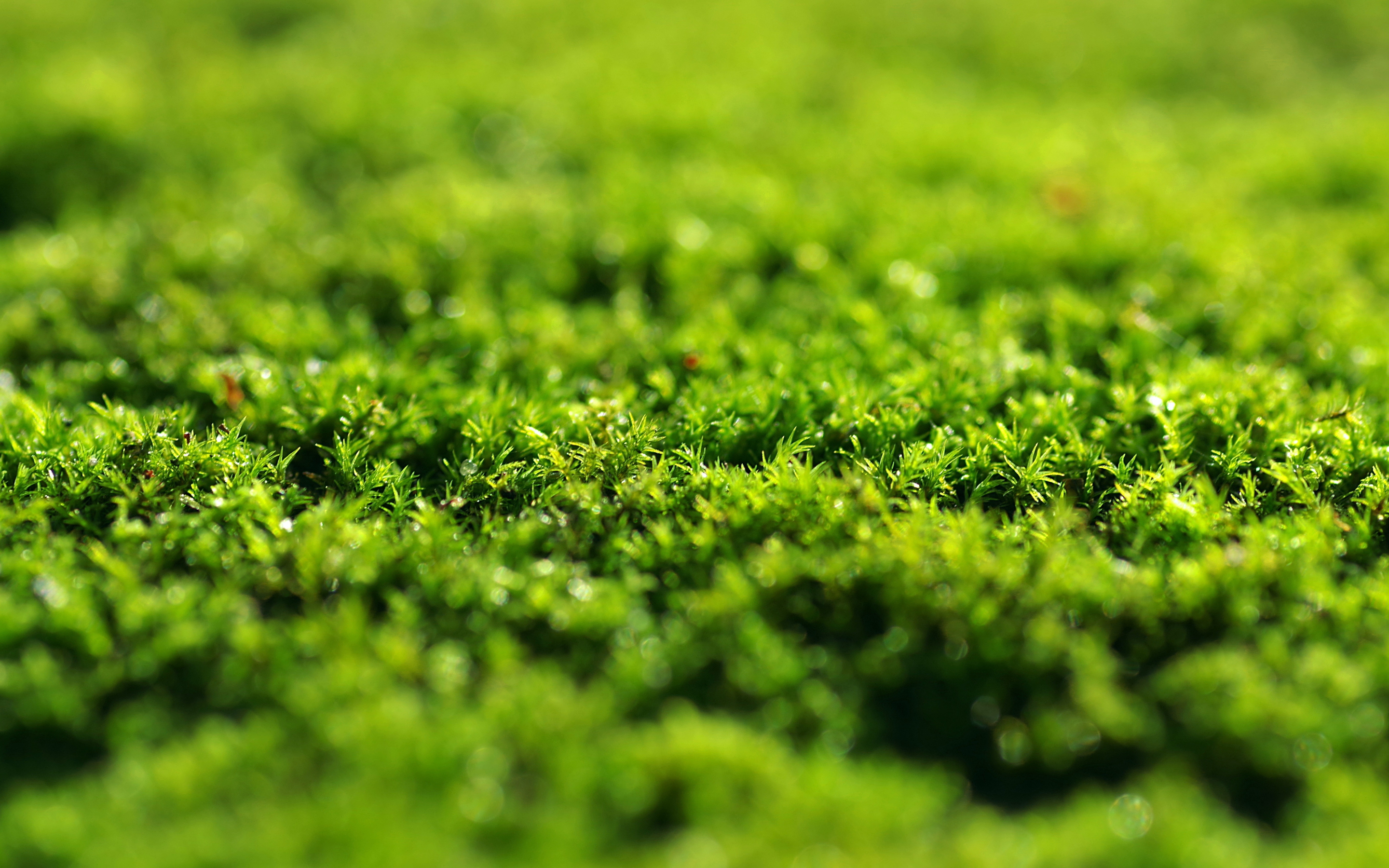 Green grass, moss, close up, 2880x1800 wallpaper