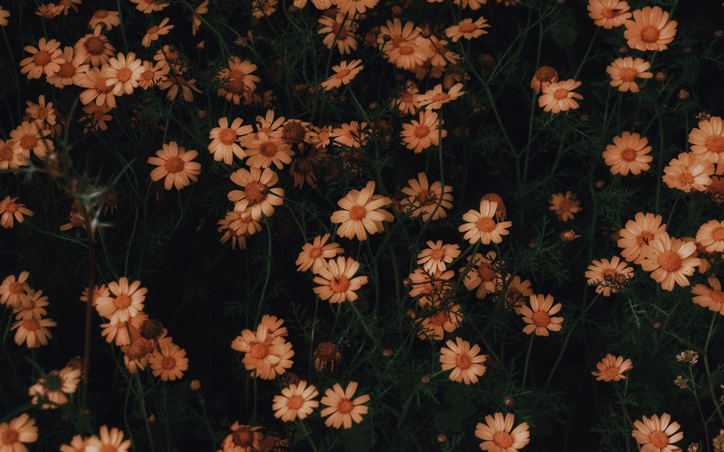 Chamomile, flowers, bloom, 2880x1800 wallpaper