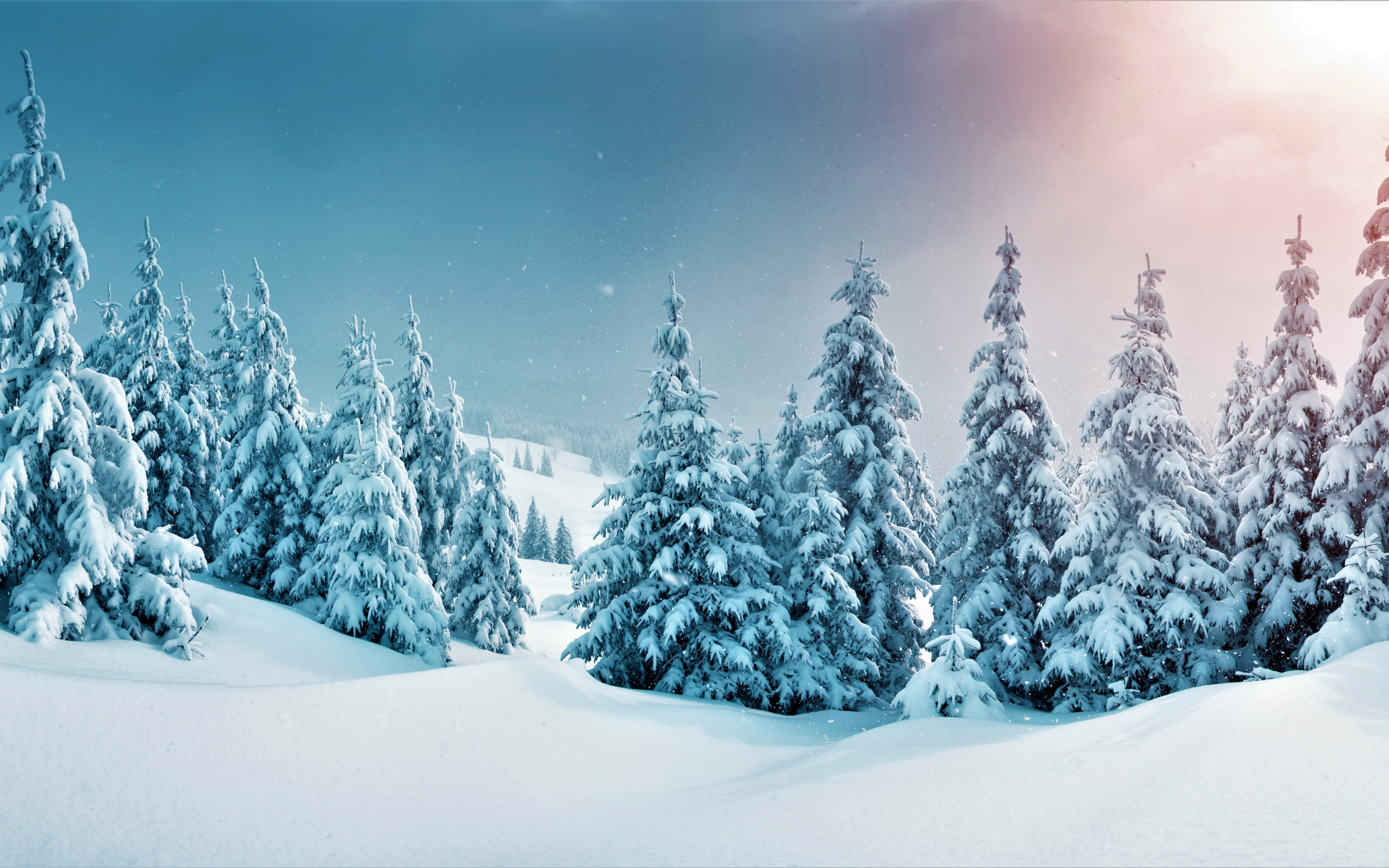 winter, trees, forest, snow, nature, 2880x1800 wallpaper