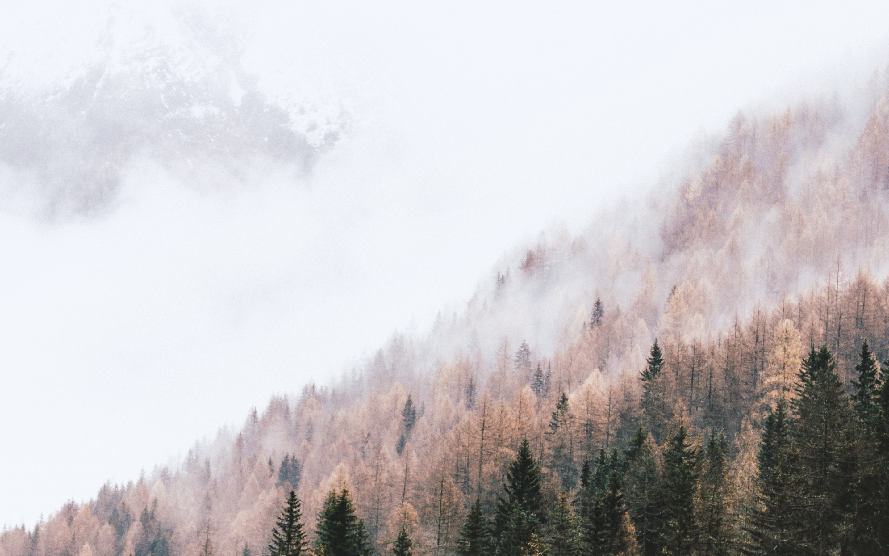 Autumn, peak of trees, pine trees, mist, 2880x1800 wallpaper