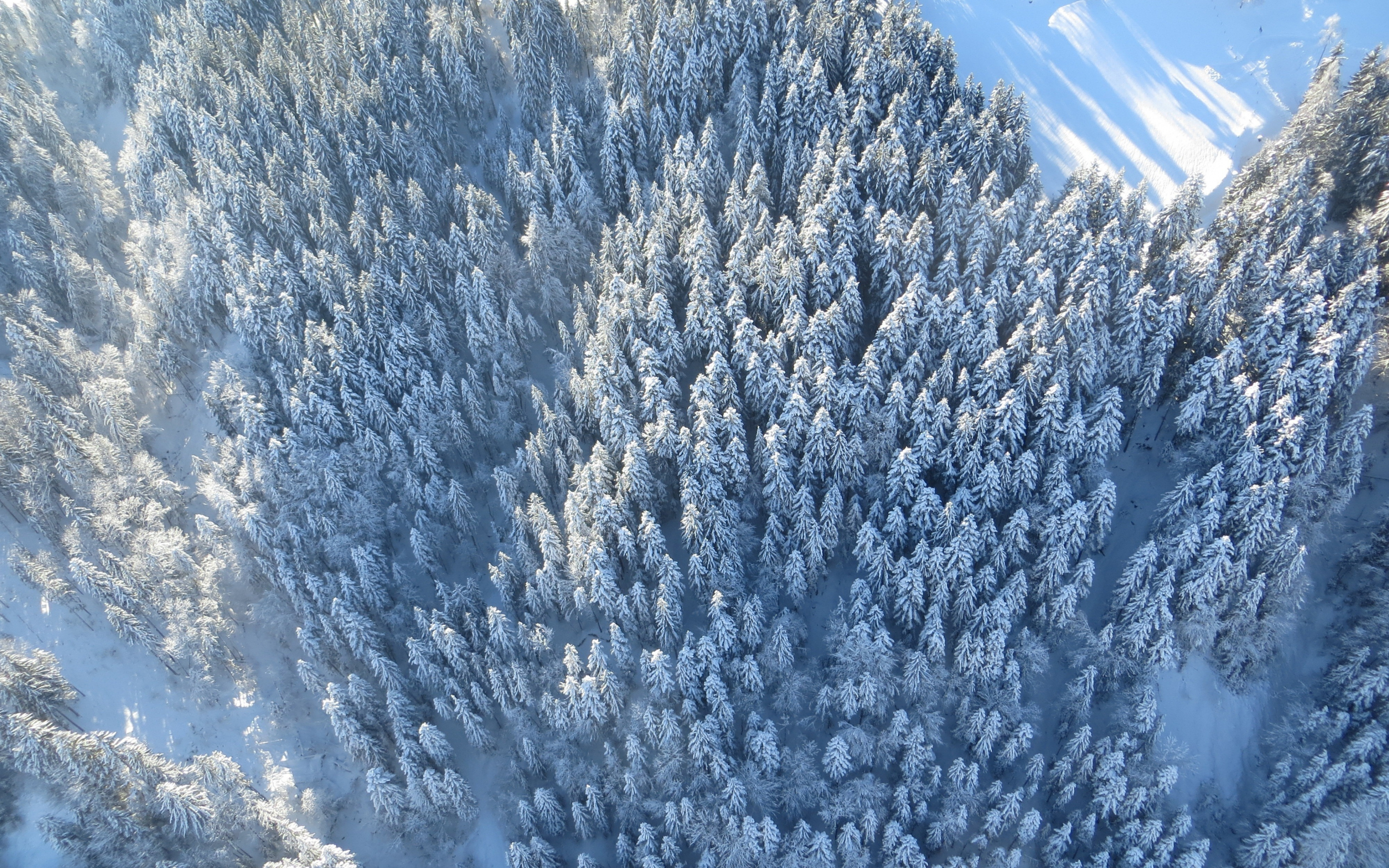 Winter, trees, forest, aerial view, 2880x1800 wallpaper