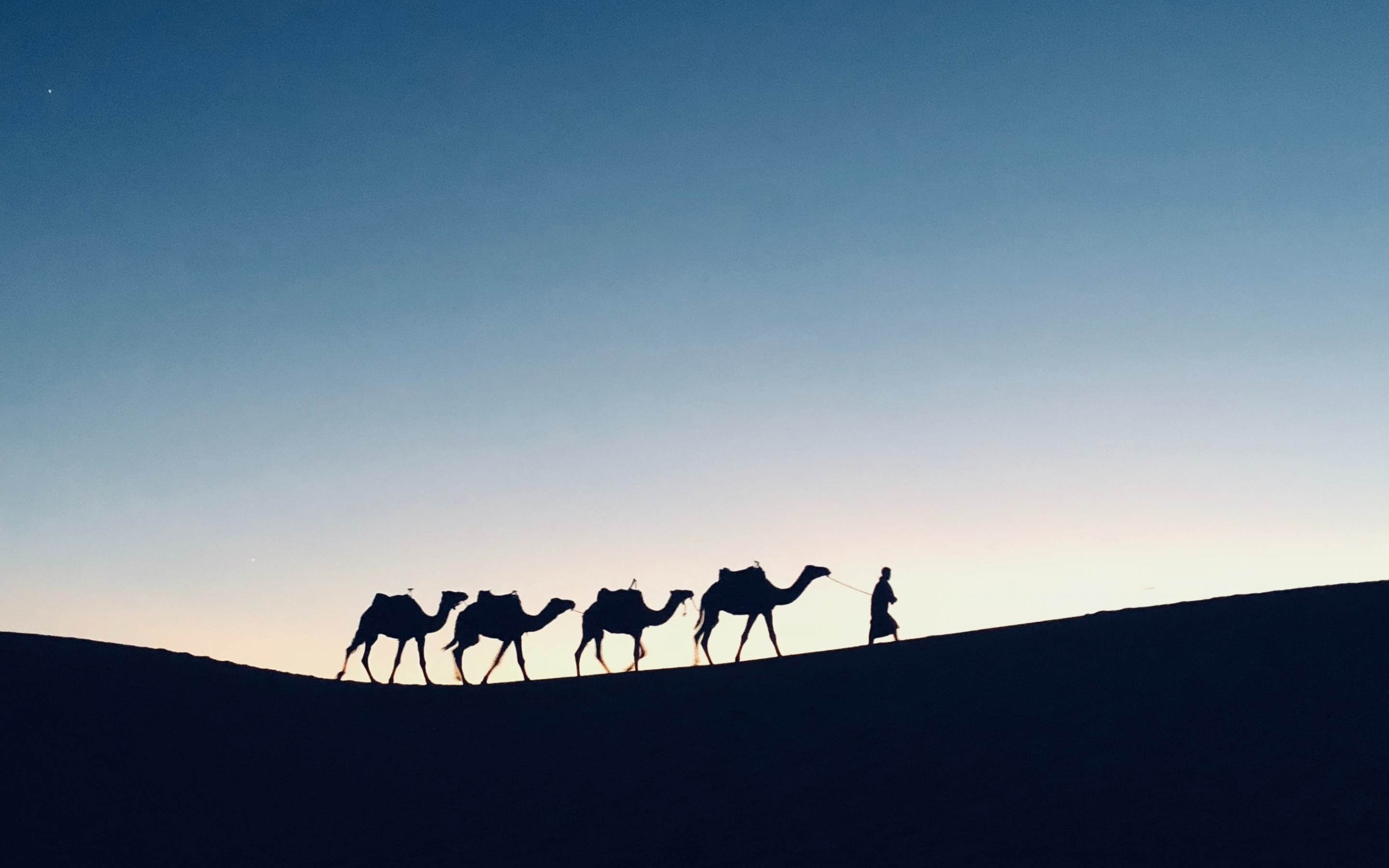 Silhouette, sunset, camel, Morocco, 2880x1800 wallpaper