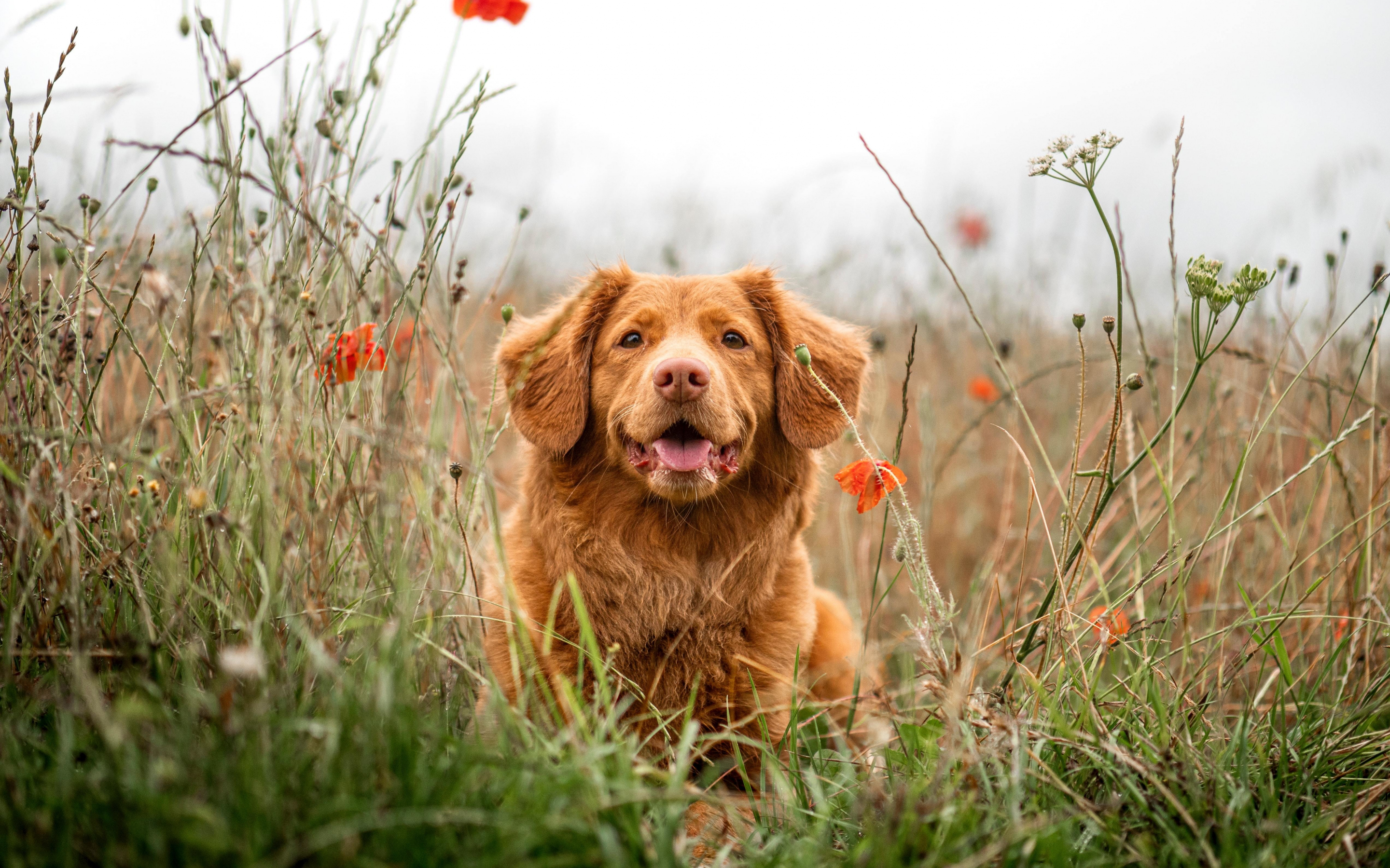 Golden Retriever, dog, meadow, 2880x1800 wallpaper