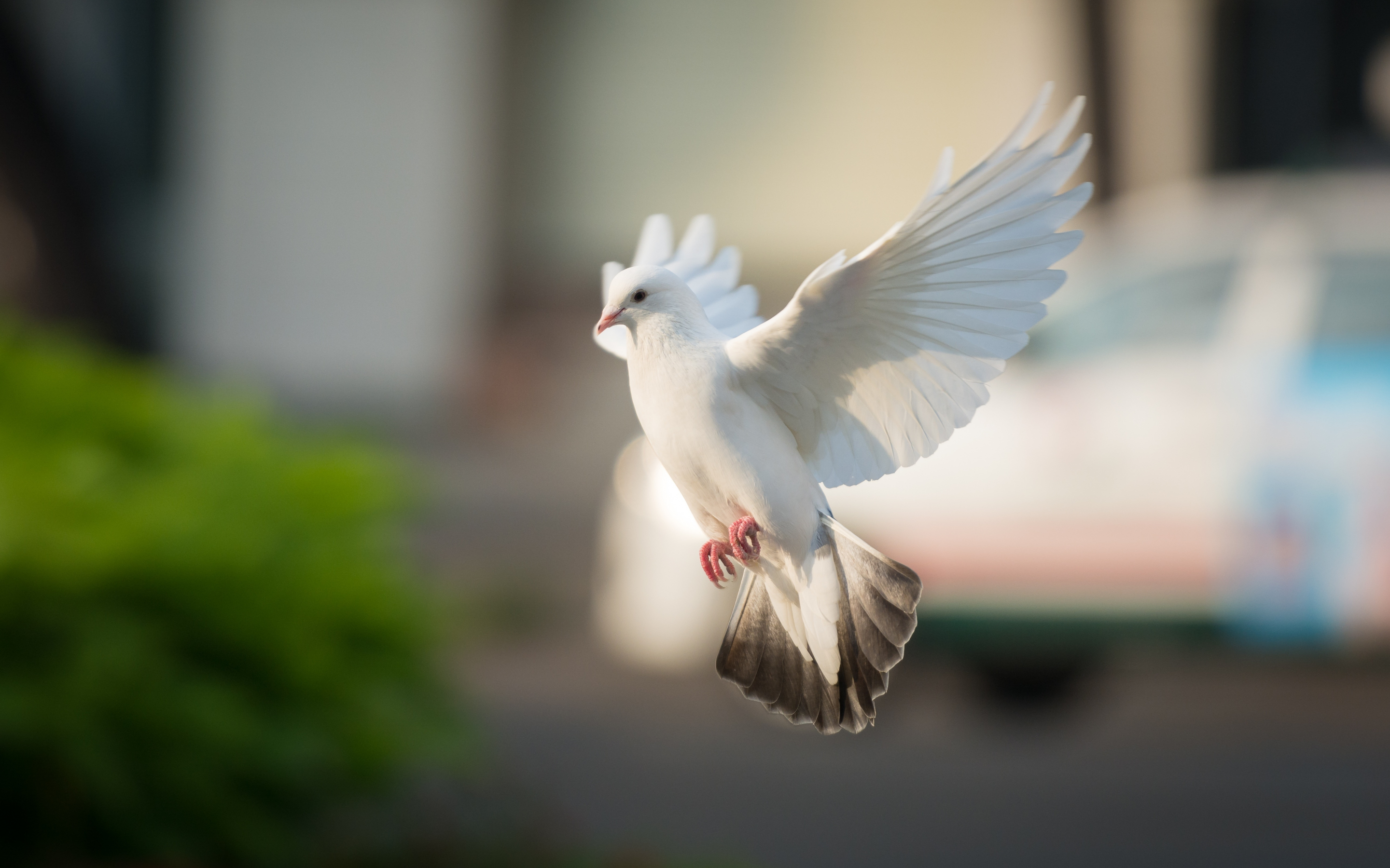 White dove, bird, flight, 2880x1800 wallpaper