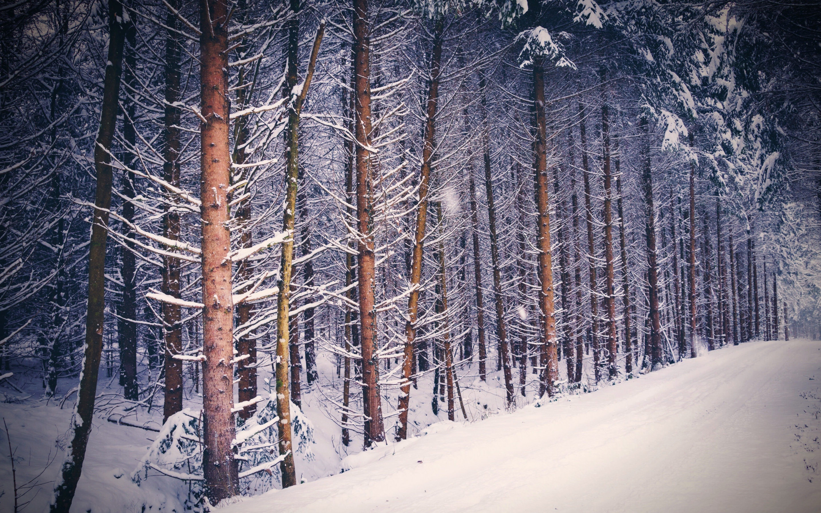 Forest, trees, nature, winter, 2880x1800 wallpaper
