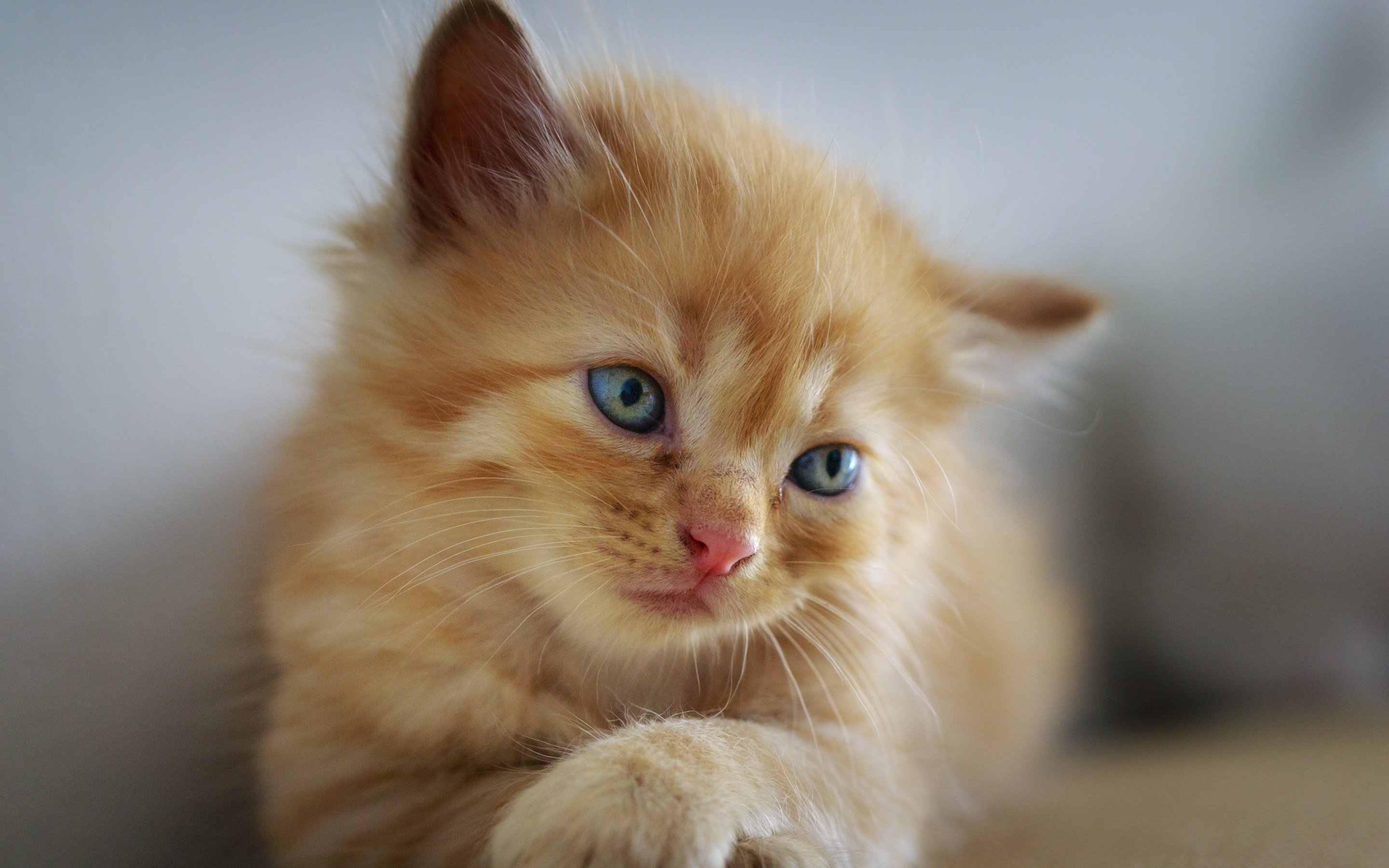 Cute, kitten, blue eyes, adorable, 2880x1800 wallpaper