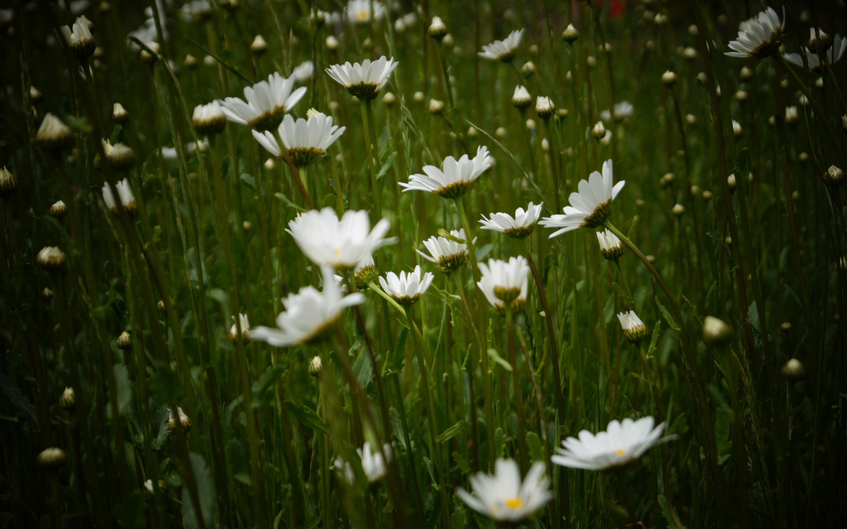 White daisy, flowers, meadow, spring, 2880x1800 wallpaper