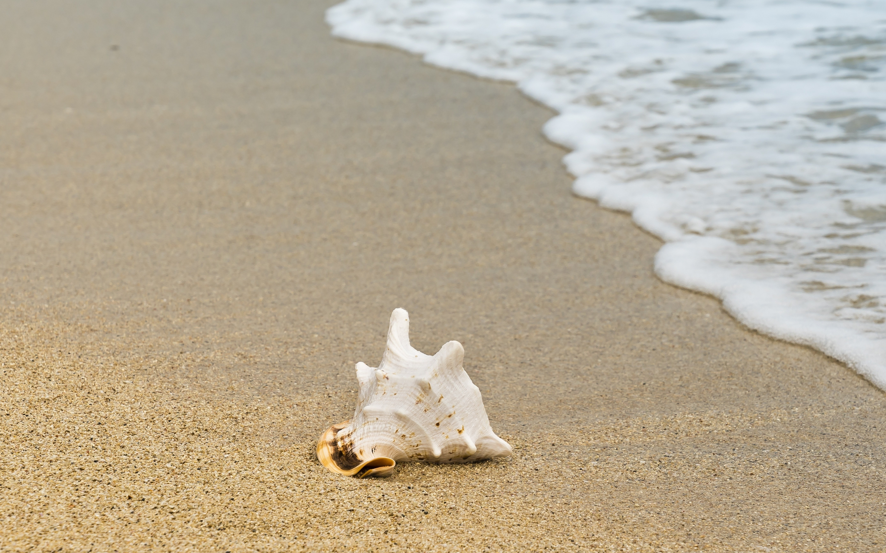 Seashell, sand, foam, sea waves, beach, 2880x1800 wallpaper