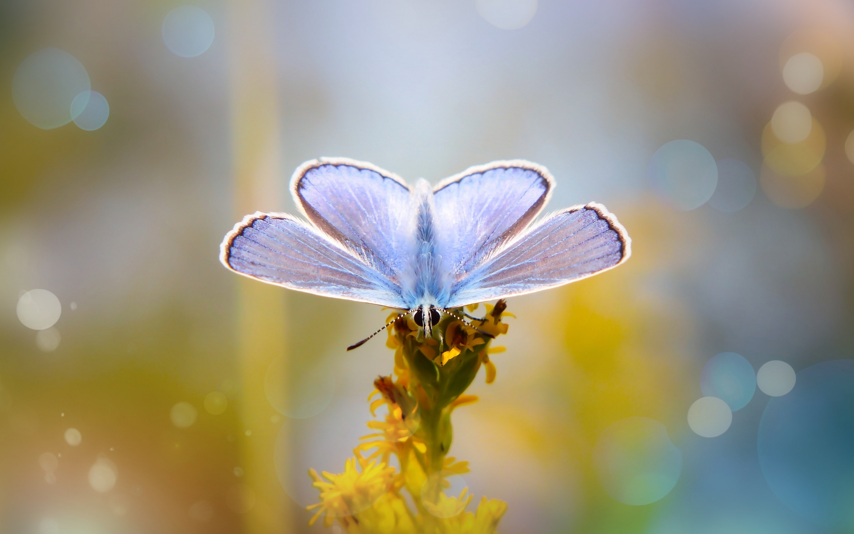 Blue, butterfly, close up, 2880x1800 wallpaper