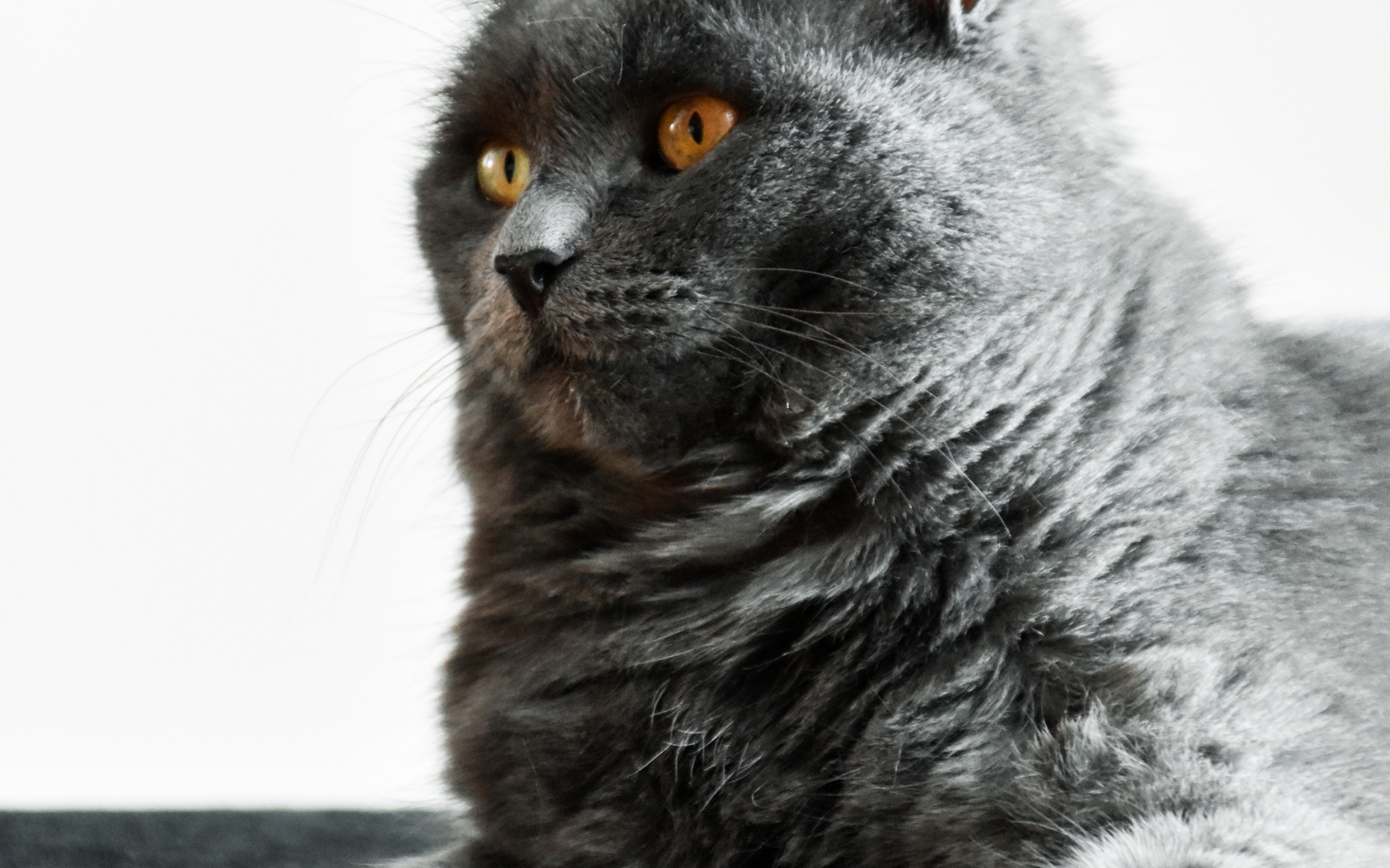 Curious, pet, black cat, stare, 2880x1800 wallpaper