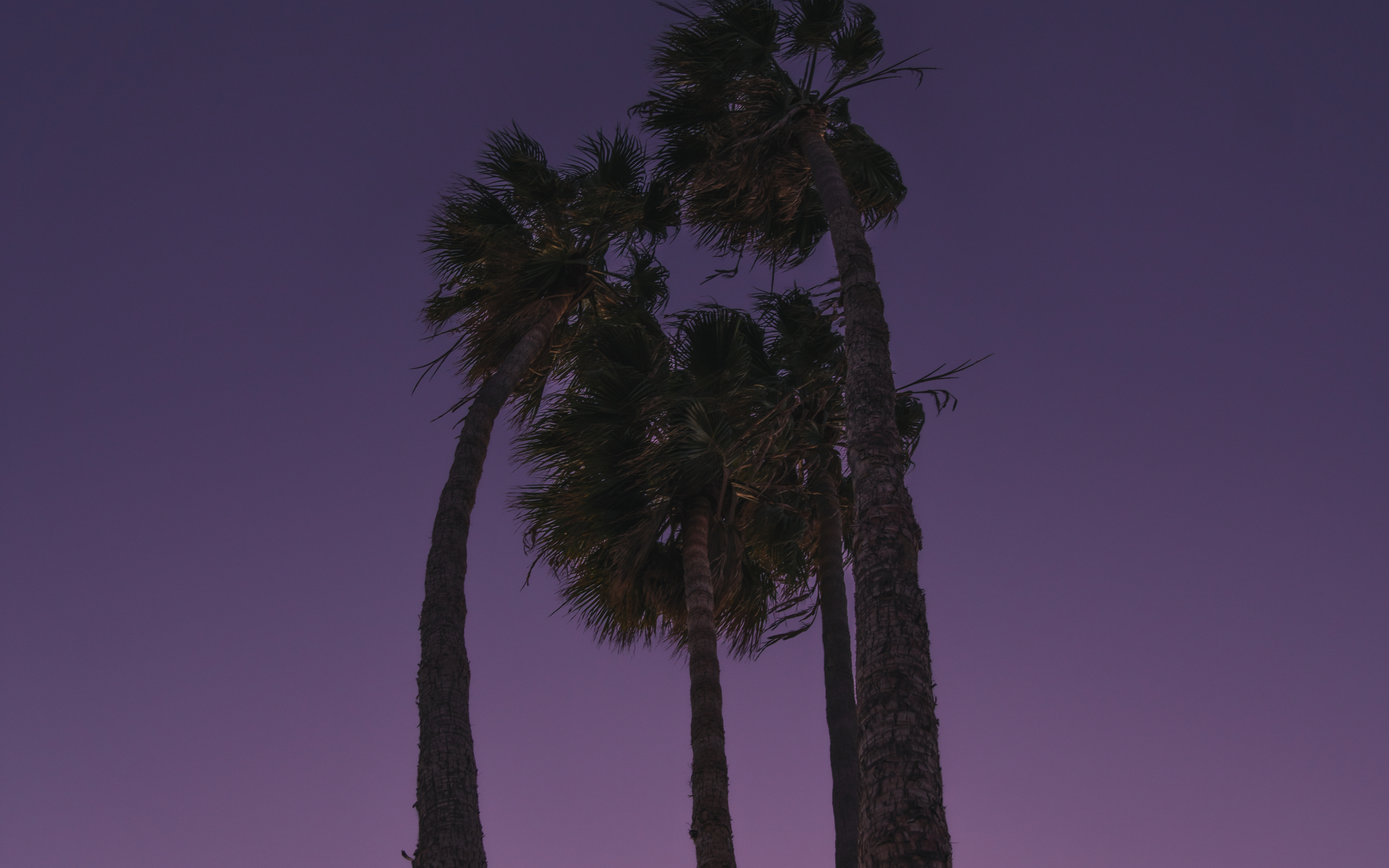 Tall palm trees, under purple sky, nature, silhouette, 2880x1800 wallpaper