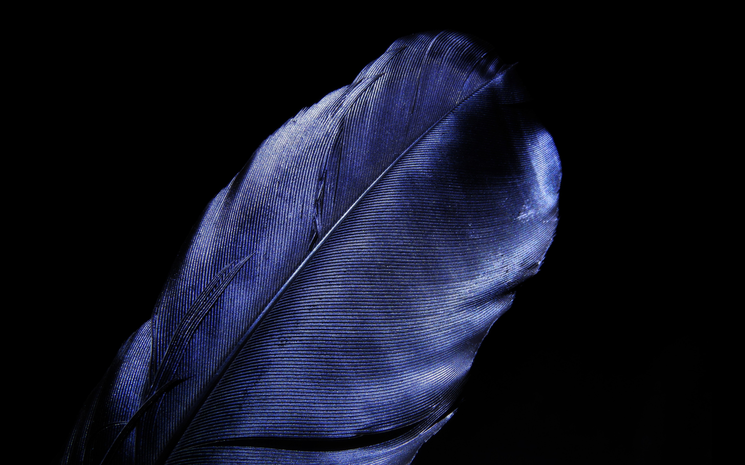 Leaf, feather, blue, dark black, 2880x1800 wallpaper